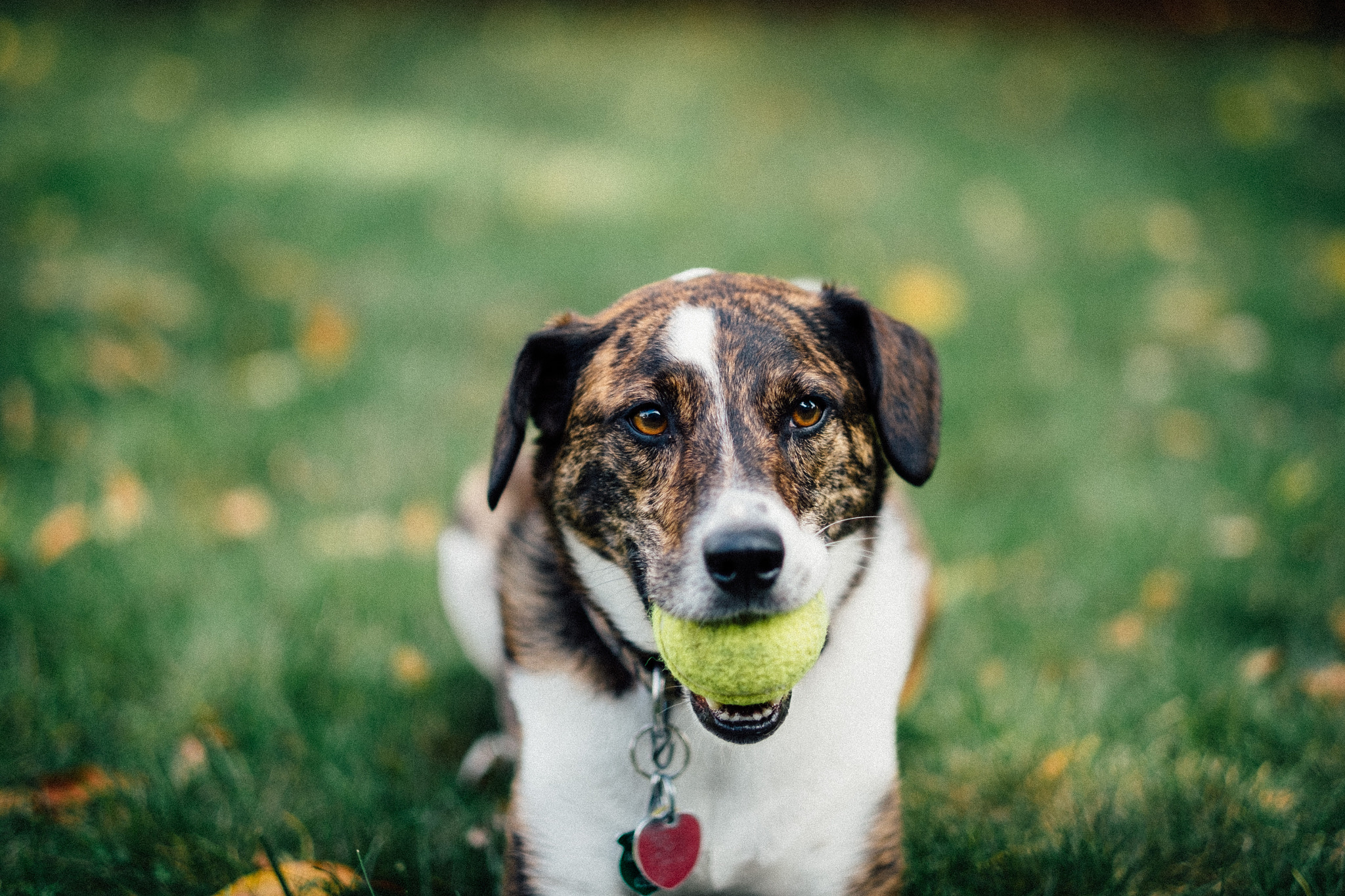 Fujifilm X-E1 + Fujifilm XF 56mm F1.2 R sample photo. A dog with his tennis ball photography