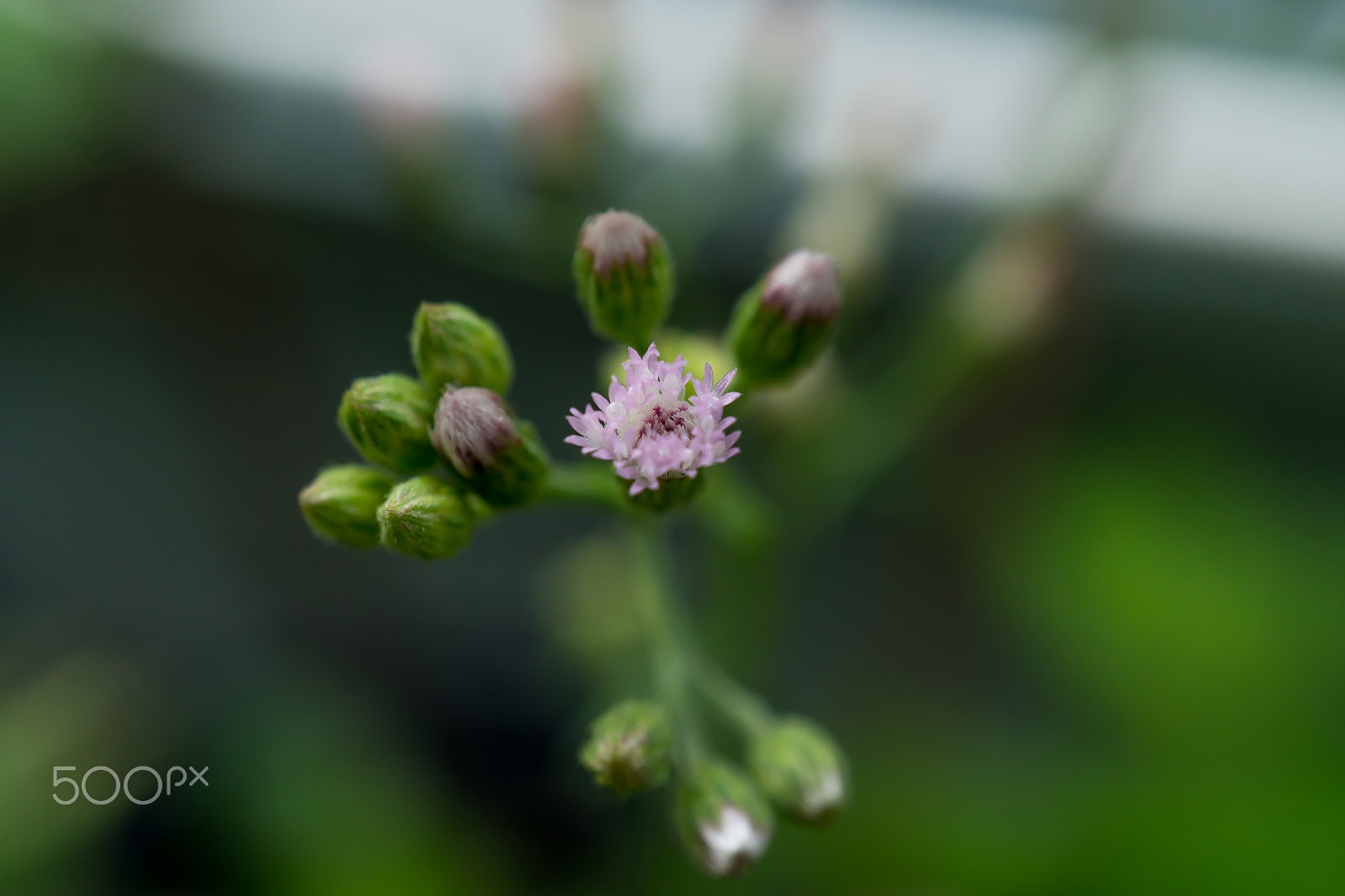 Sony a6300 + Sony E 30mm F3.5 Macro sample photo. Flower in the garden,thailand photography