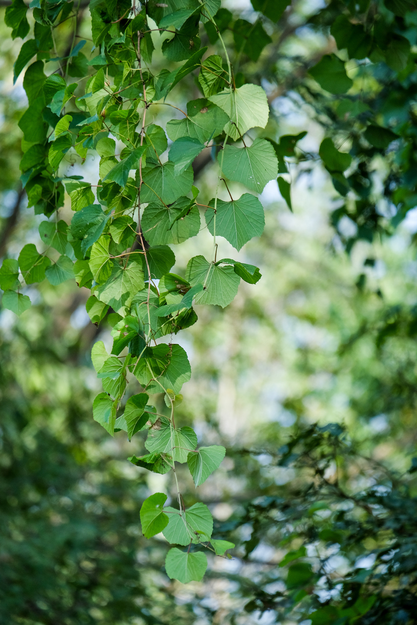 Fujifilm X-E2 + Fujifilm XC 50-230mm F4.5-6.7 OIS II sample photo