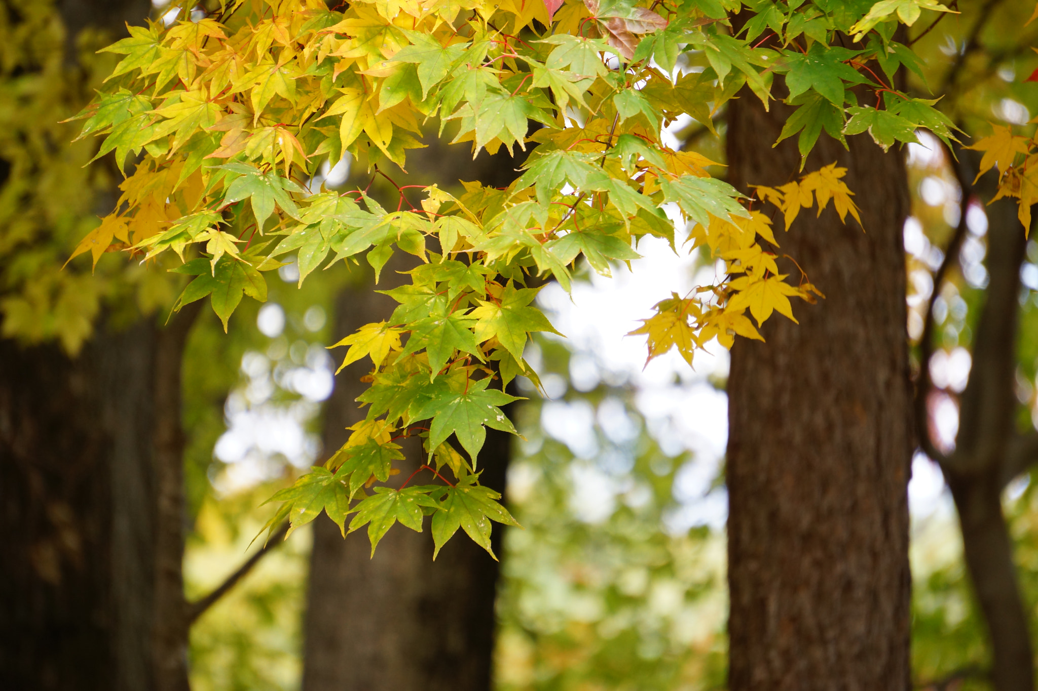 Sony E 55-210mm F4.5-6.3 OSS sample photo. Color in autumn photography