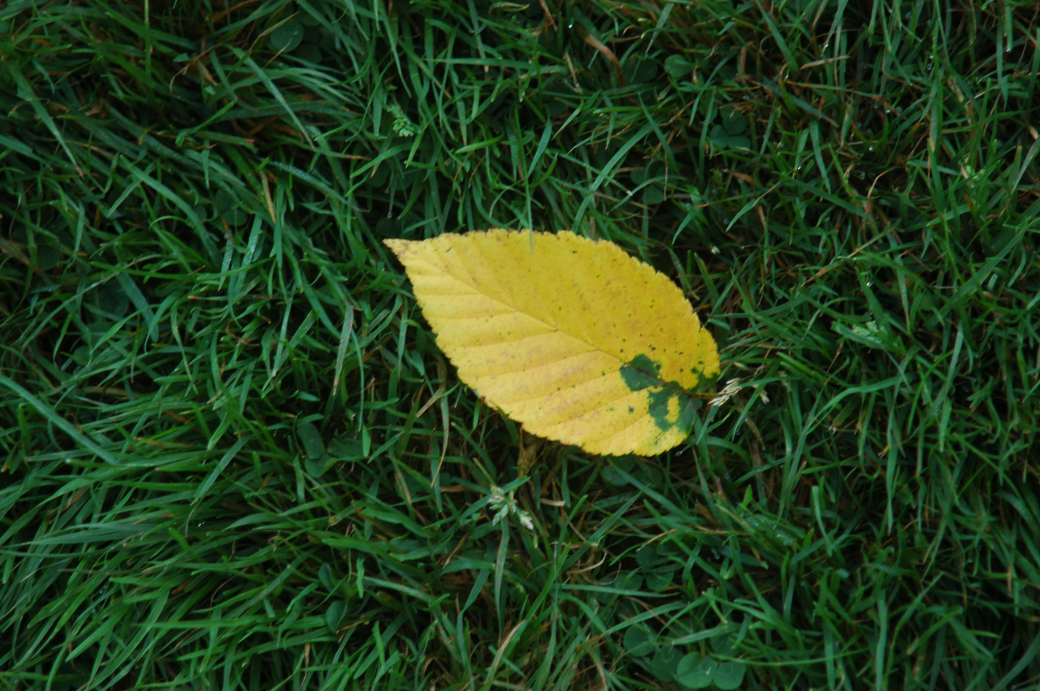 Nikon D70s + AF Zoom-Nikkor 24-120mm f/3.5-5.6D IF sample photo. Yellow leaf photography