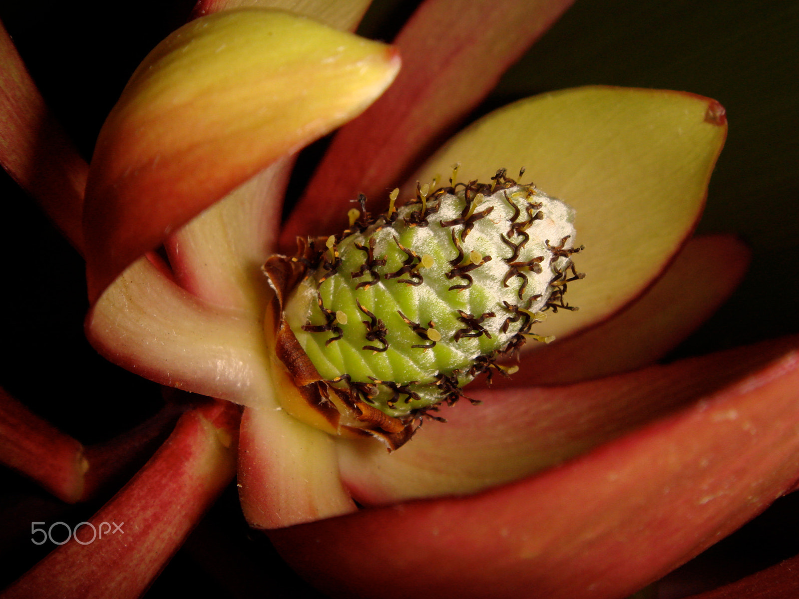 Sony DSC-T10 sample photo. Leucadendron in bloom photography