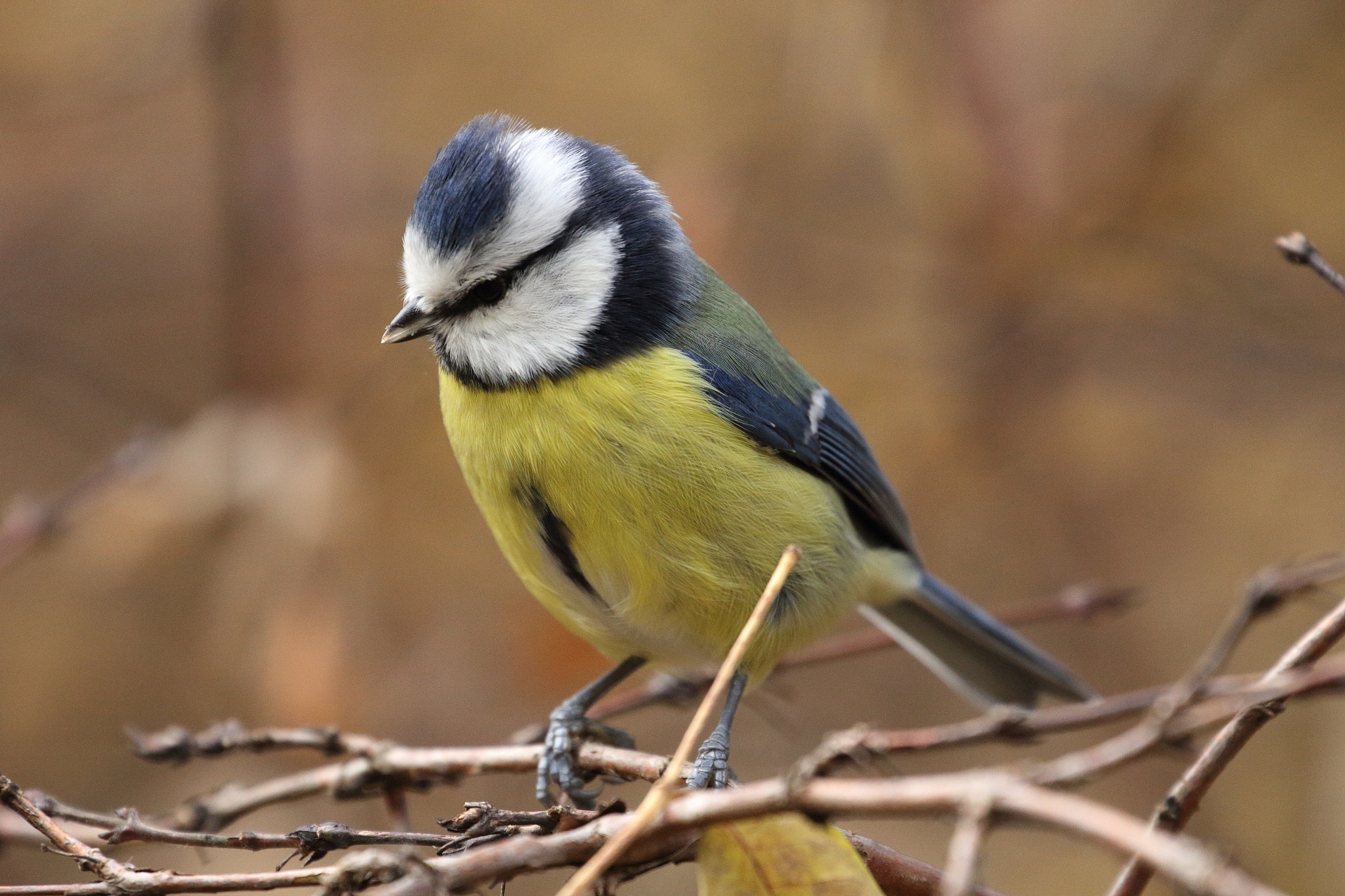 Canon EF 70-300mm F4-5.6L IS USM sample photo. Blue tit photography