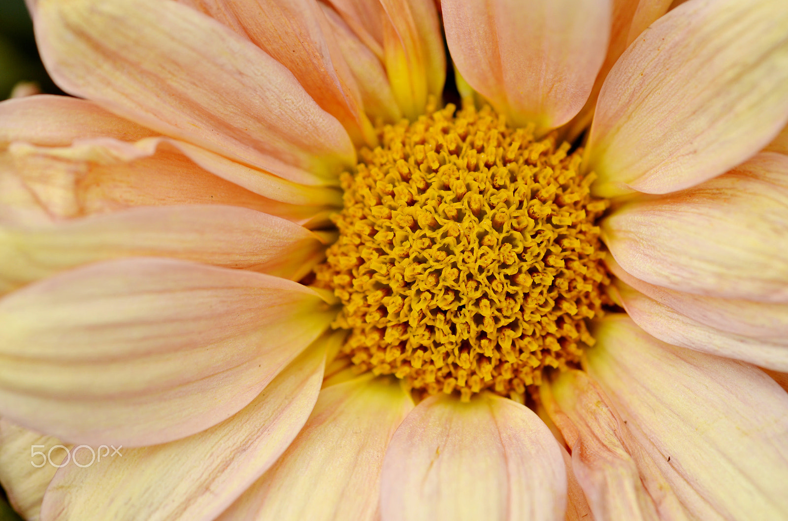 Nikon AF-S Micro-Nikkor 105mm F2.8G IF-ED VR sample photo. One of these days photography