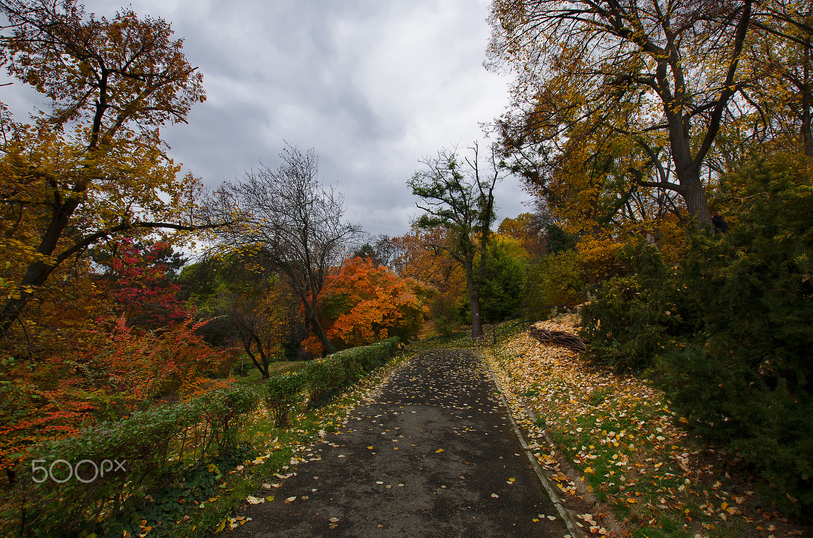 Nikon D5100 + Sigma 10-20mm F3.5 EX DC HSM sample photo. Autumn in the gellért hill photography