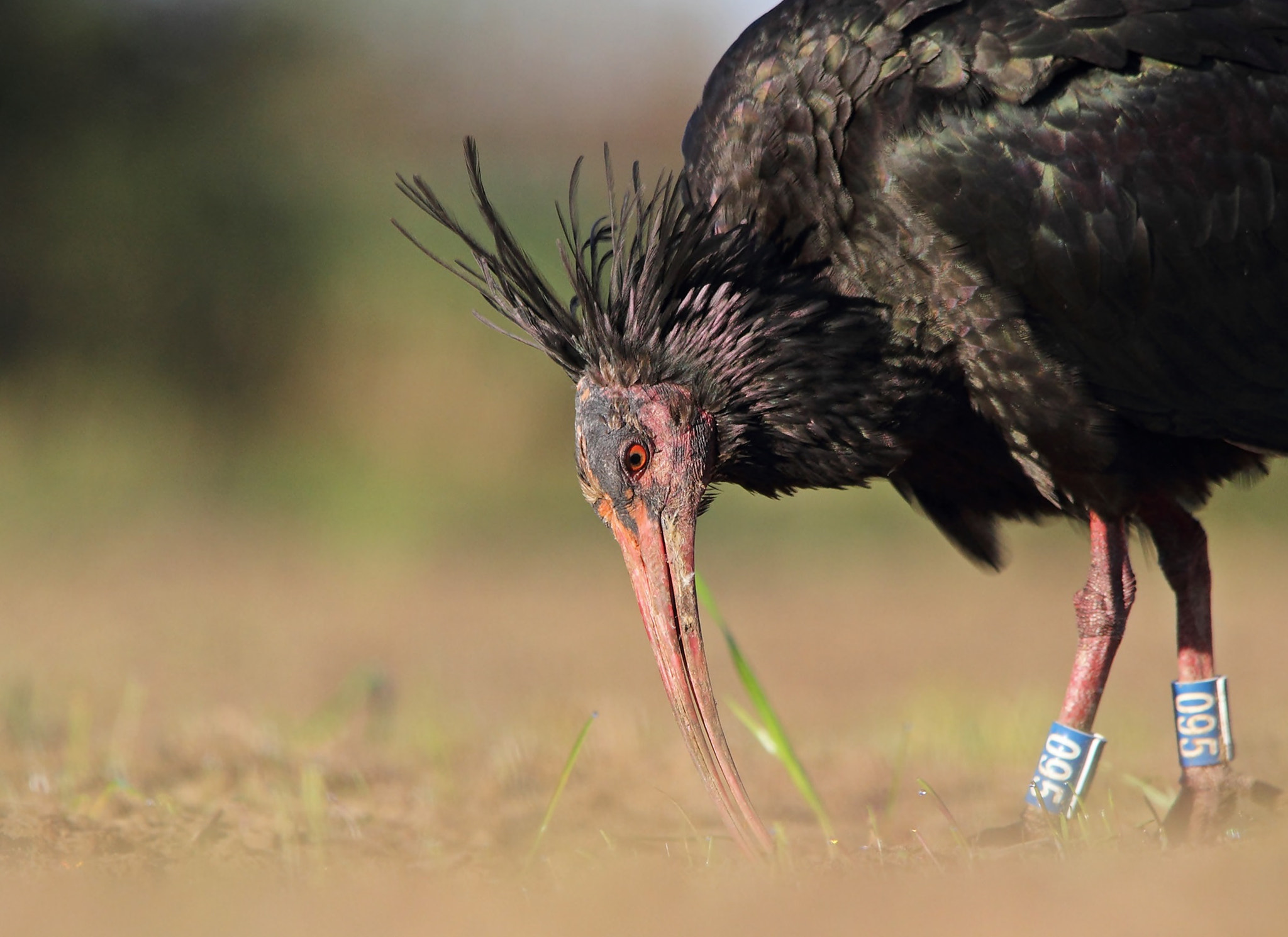 Sigma 150-500mm F5-6.3 DG OS HSM sample photo. Nothern bald ibis,ibis eremita  photography