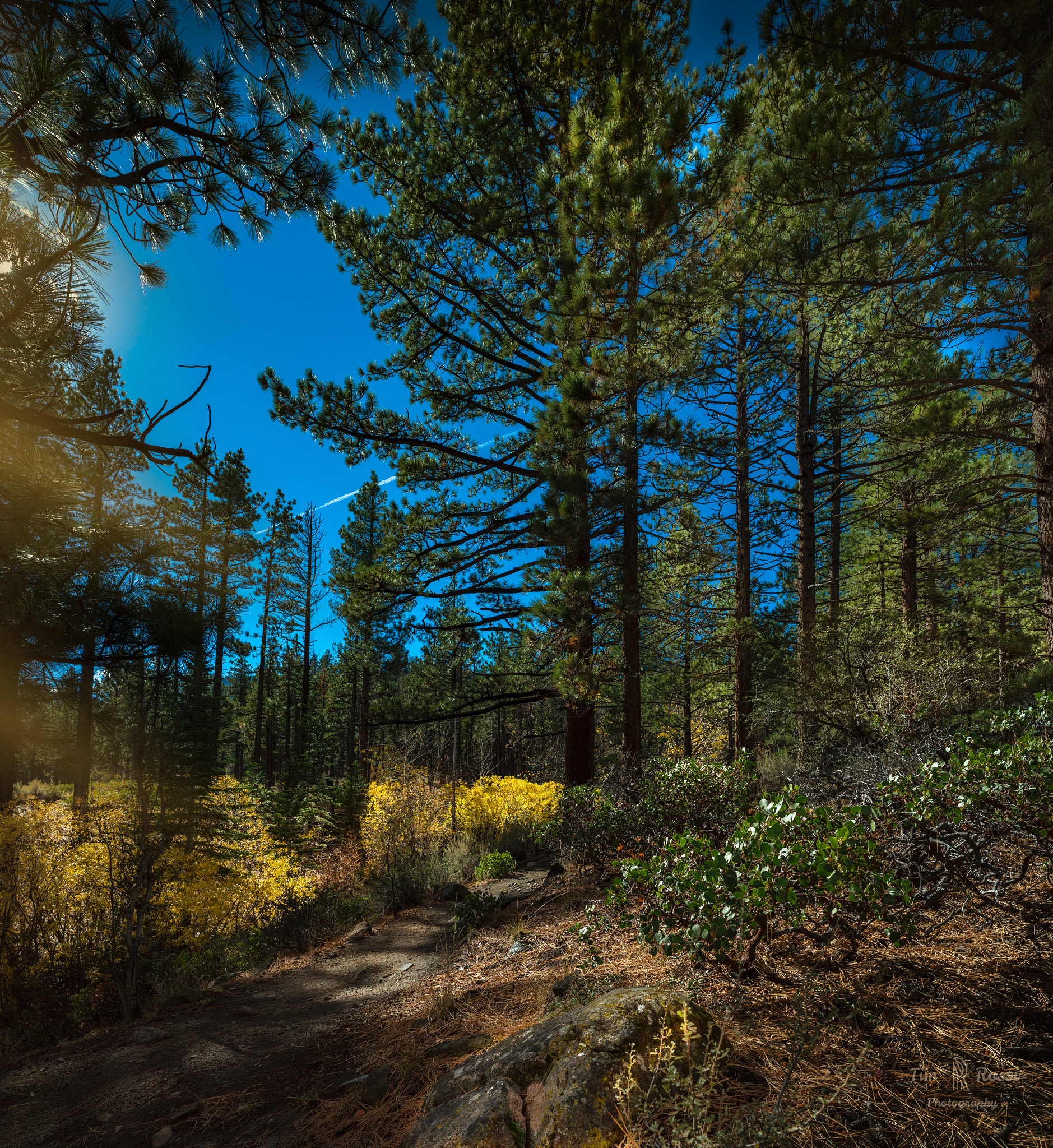 Sony a7R + E 21mm F2.8 sample photo. Green and yellow photography