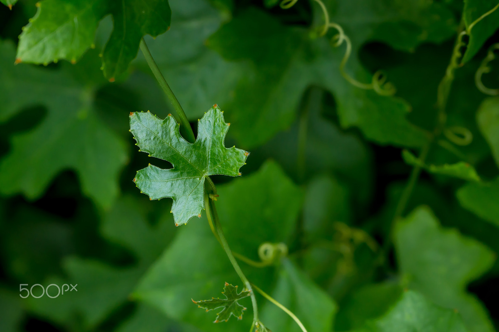 Sony a6300 + Sony FE 28-70mm F3.5-5.6 OSS sample photo. Coccinia leaf in the garden photography