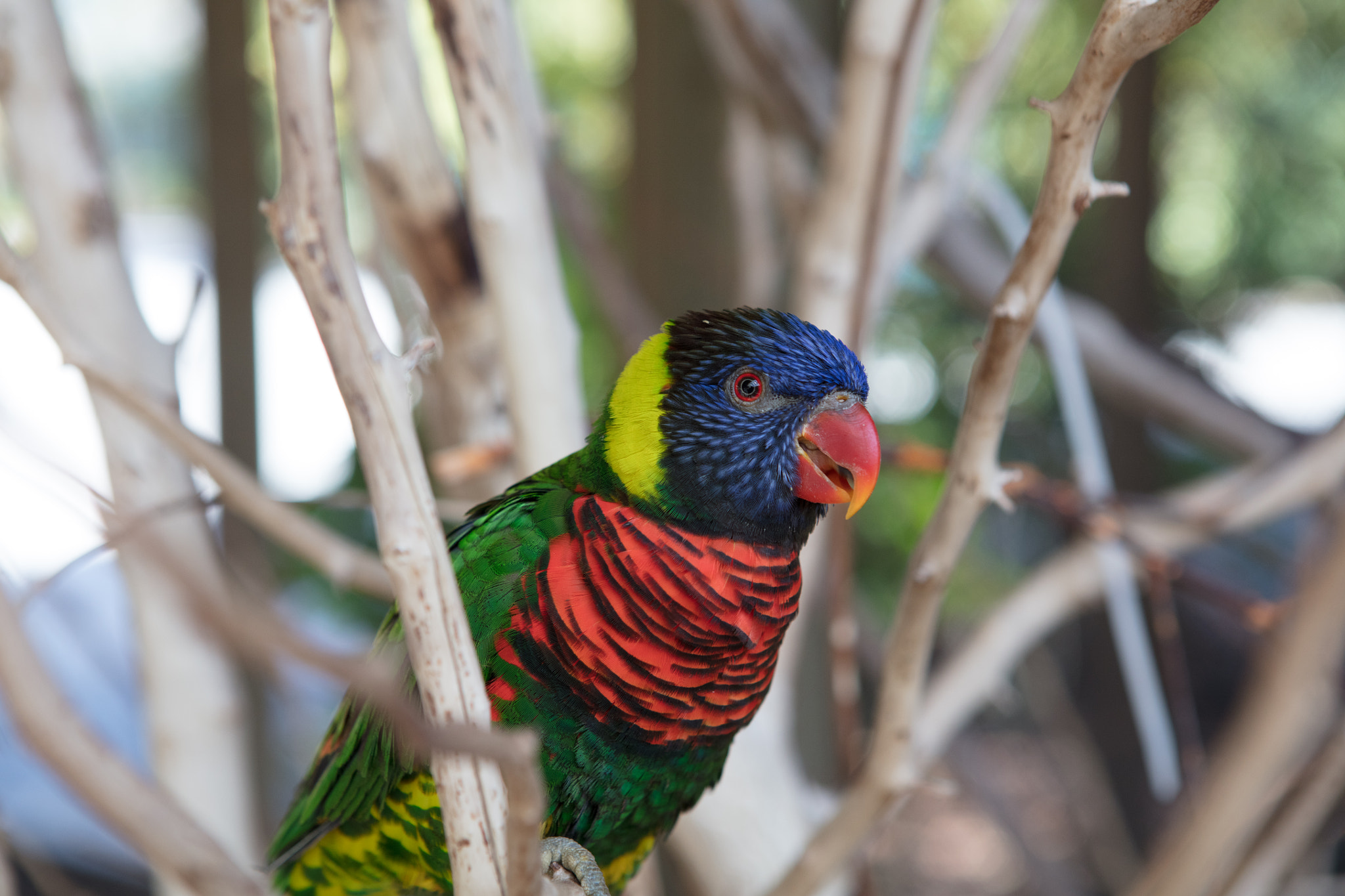 Canon EOS 5DS + Canon EF 24-70mm F2.8L USM sample photo. Lorikeet photography