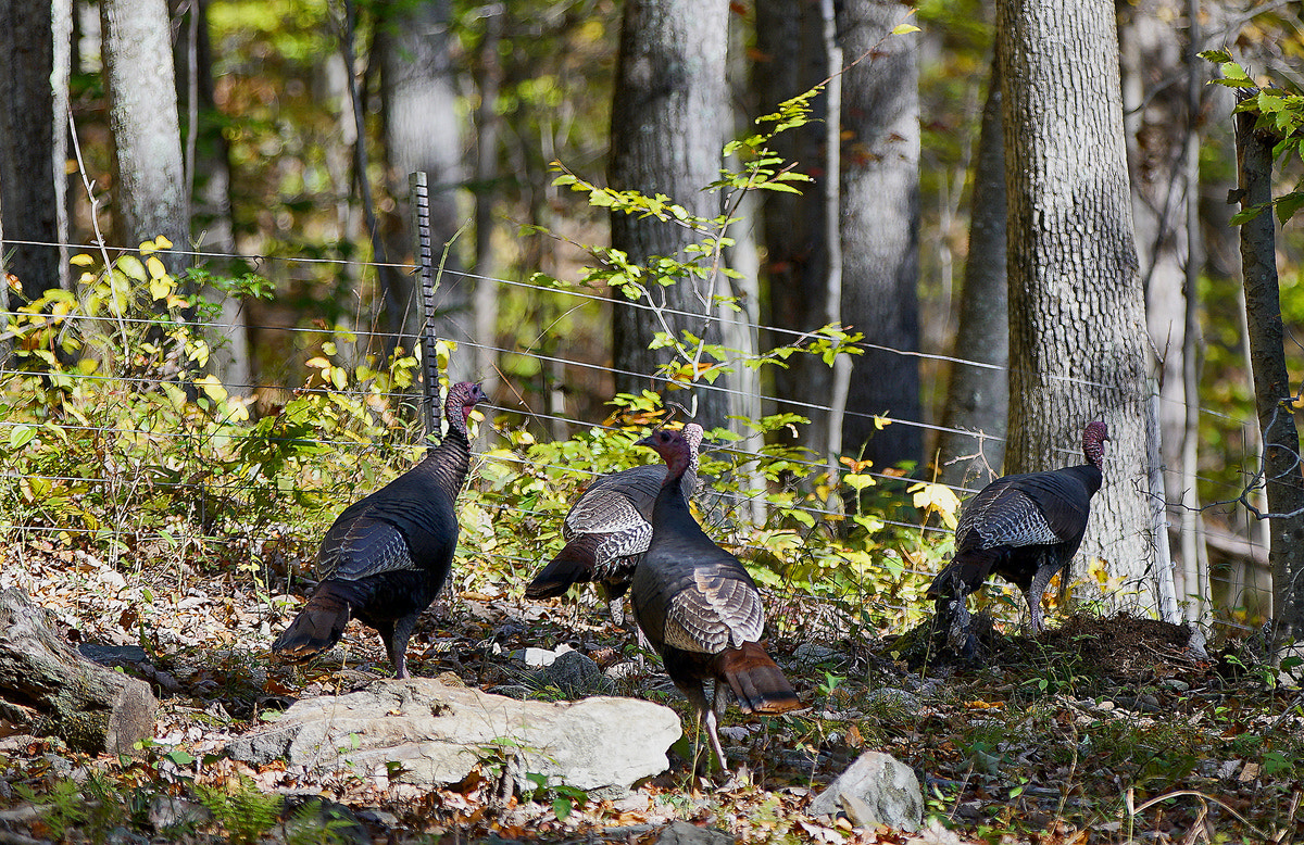 Sony a7R II + 70-200mm F2.8 G SSM OSS II sample photo. One of the flocks -fence? what fence? photography