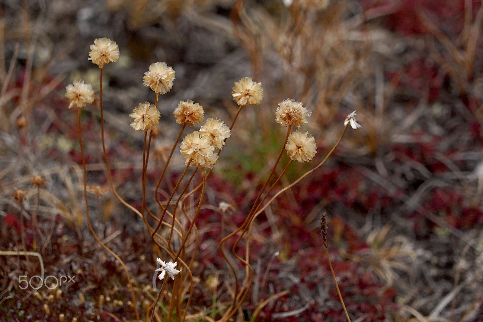 Sony a7S + Sony FE 24-240mm F3.5-6.3 OSS sample photo. The afterlife photography