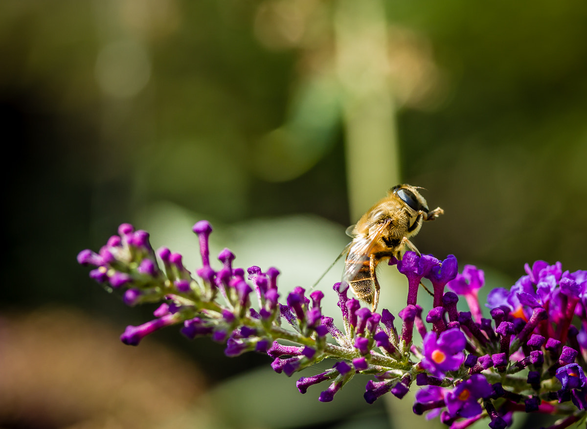 Canon EF-S 60mm F2.8 Macro USM sample photo. Macro photography