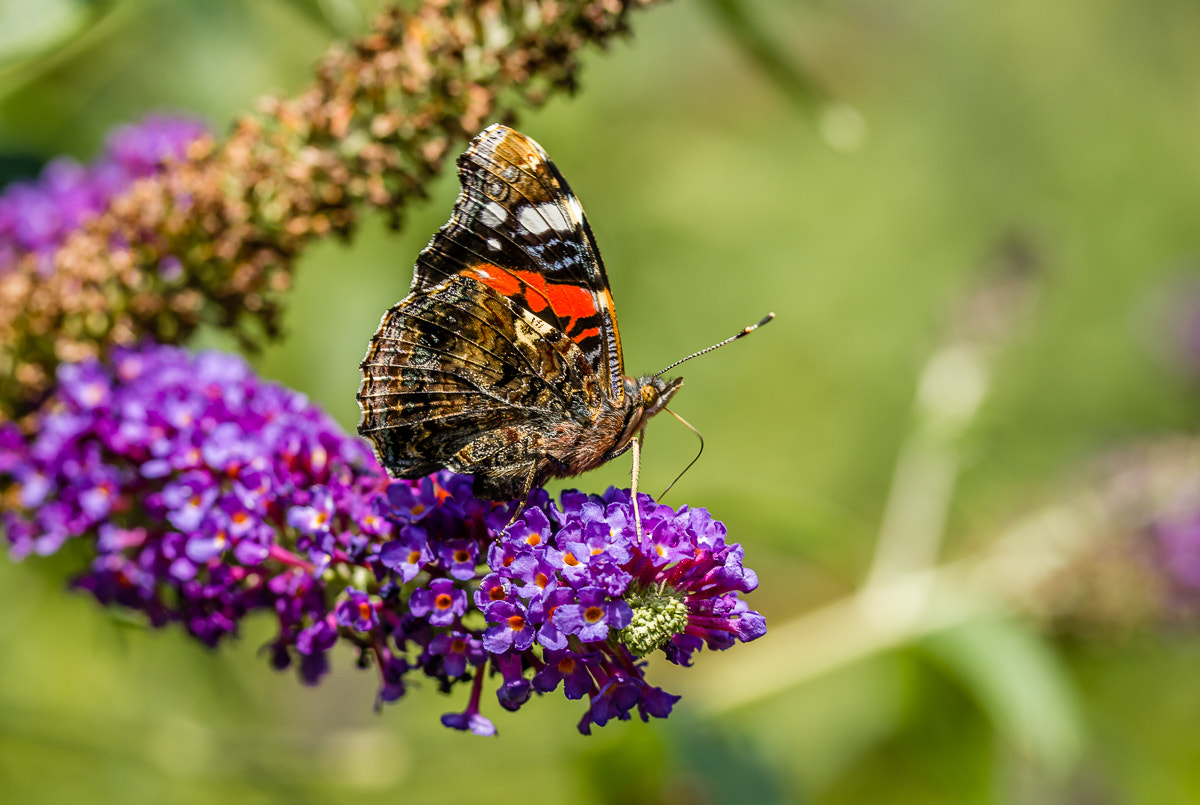 Canon EF-S 60mm F2.8 Macro USM sample photo. Macro photography