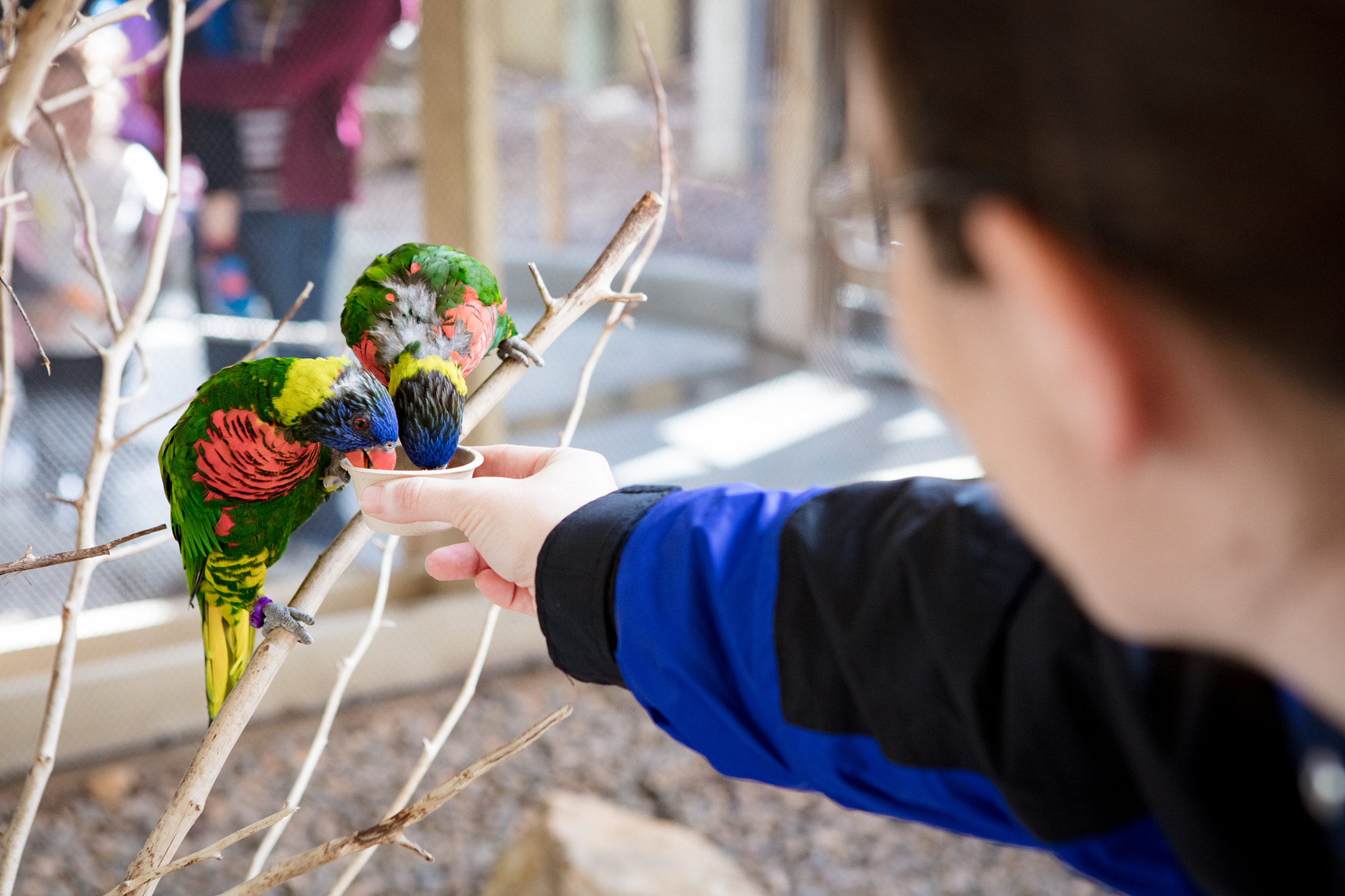 Canon EOS 5DS + Canon EF 24-70mm F2.8L USM sample photo. Lorikeets photography
