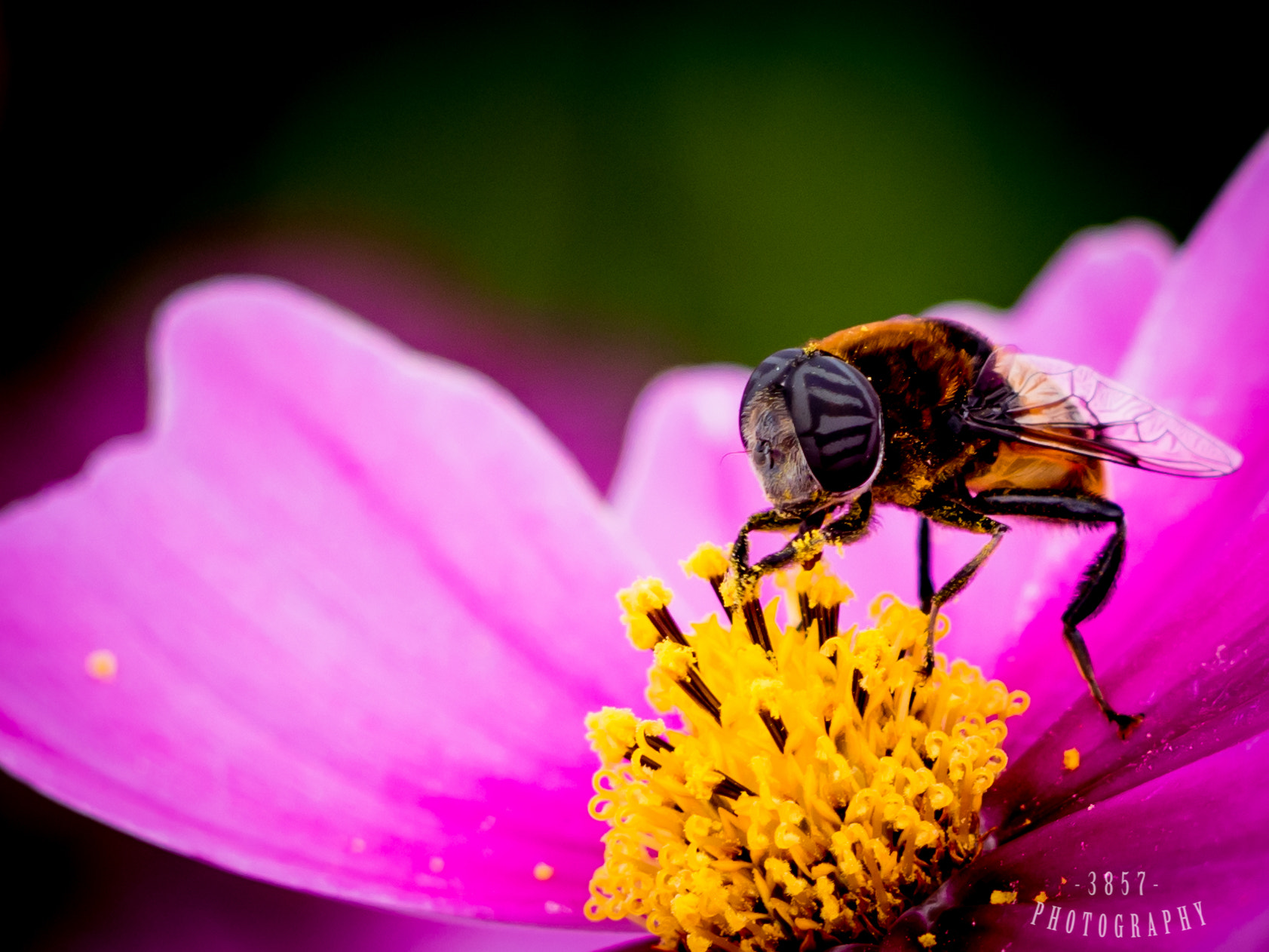 Olympus OM-D E-M10 II sample photo. Bee photography