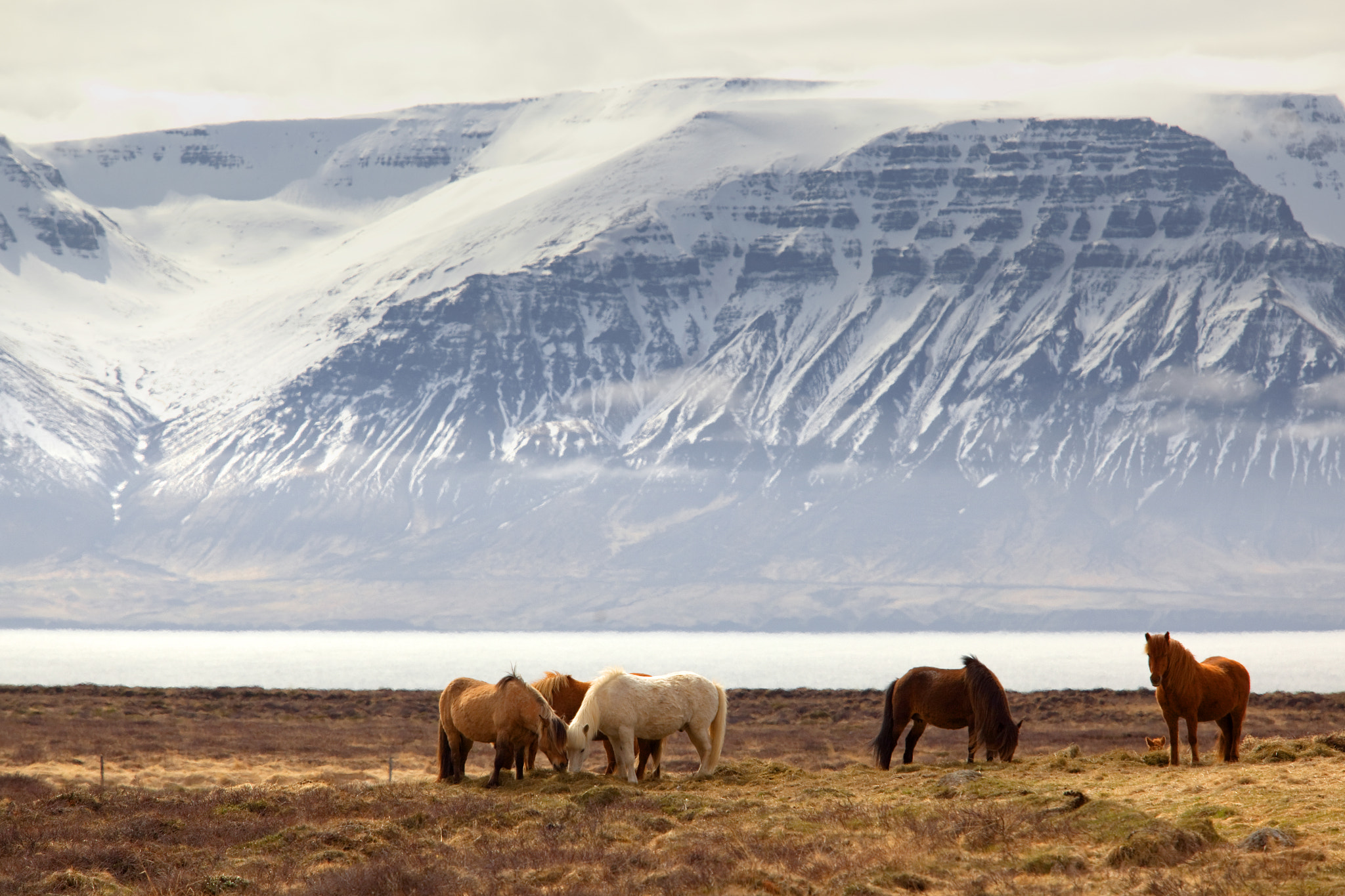 Canon EOS 5D Mark II sample photo. Landscape with horses photography