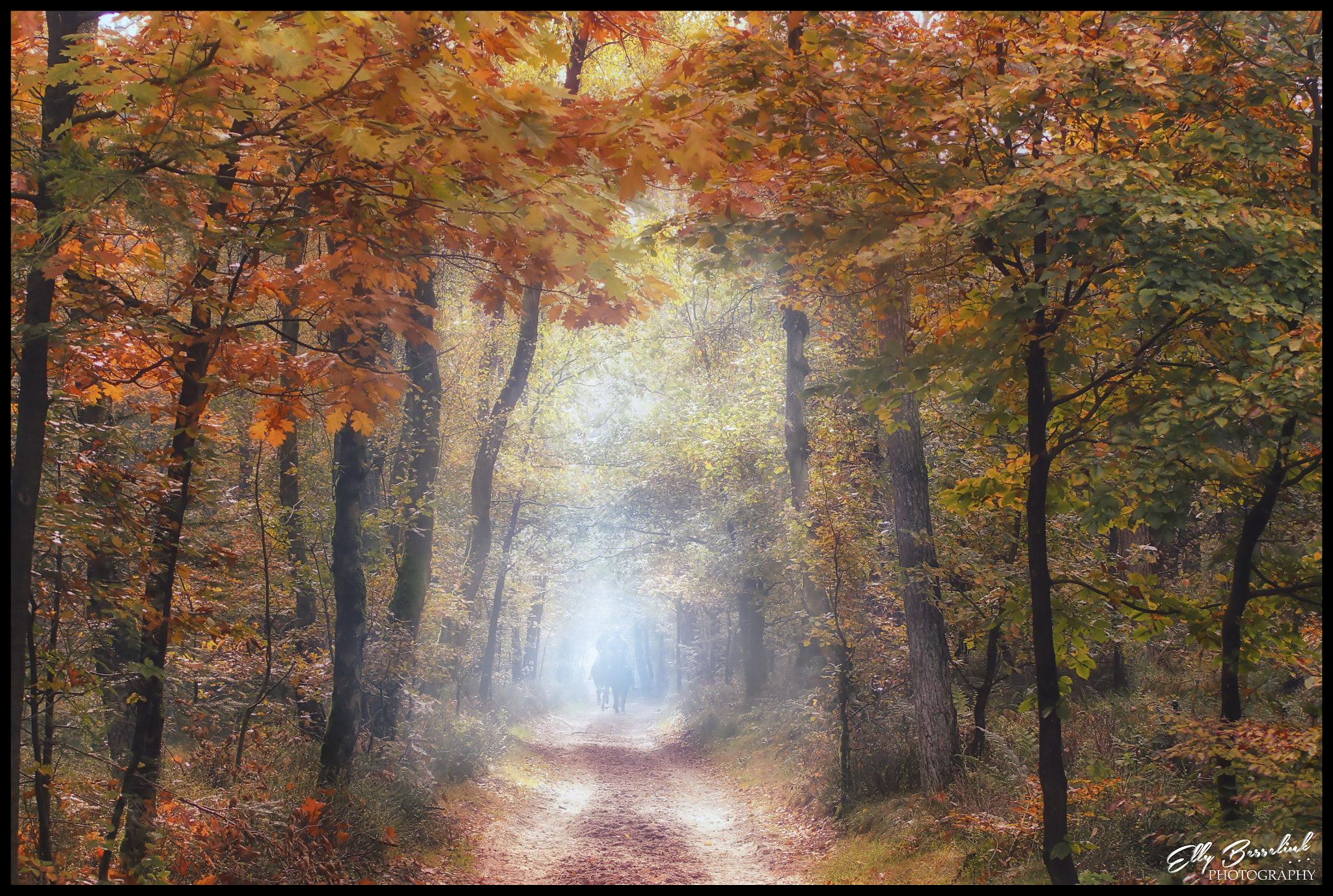 Canon EF 28-80mm f/3.5-5.6 sample photo. Forest for everyone photography