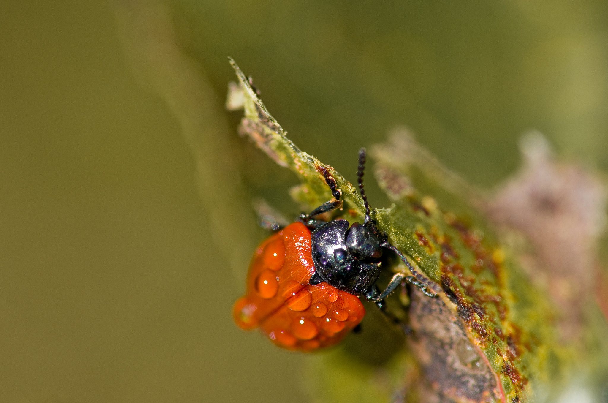 Pentax smc D-FA 100mm F2.8 Macro WR sample photo. Chrysomèle du peuplier photography