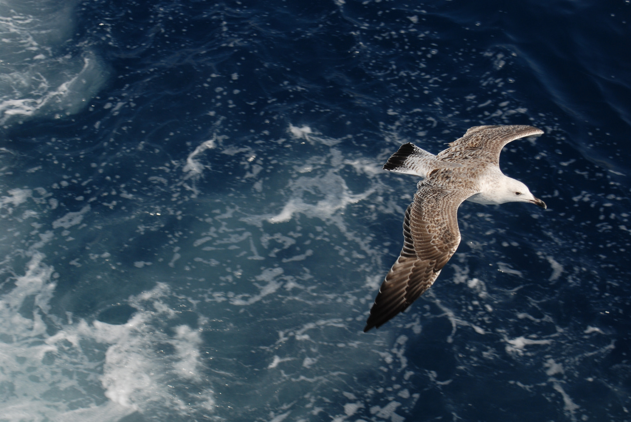 AF Zoom-Nikkor 28-80mm f/3.5-5.6D sample photo. Seagull photography