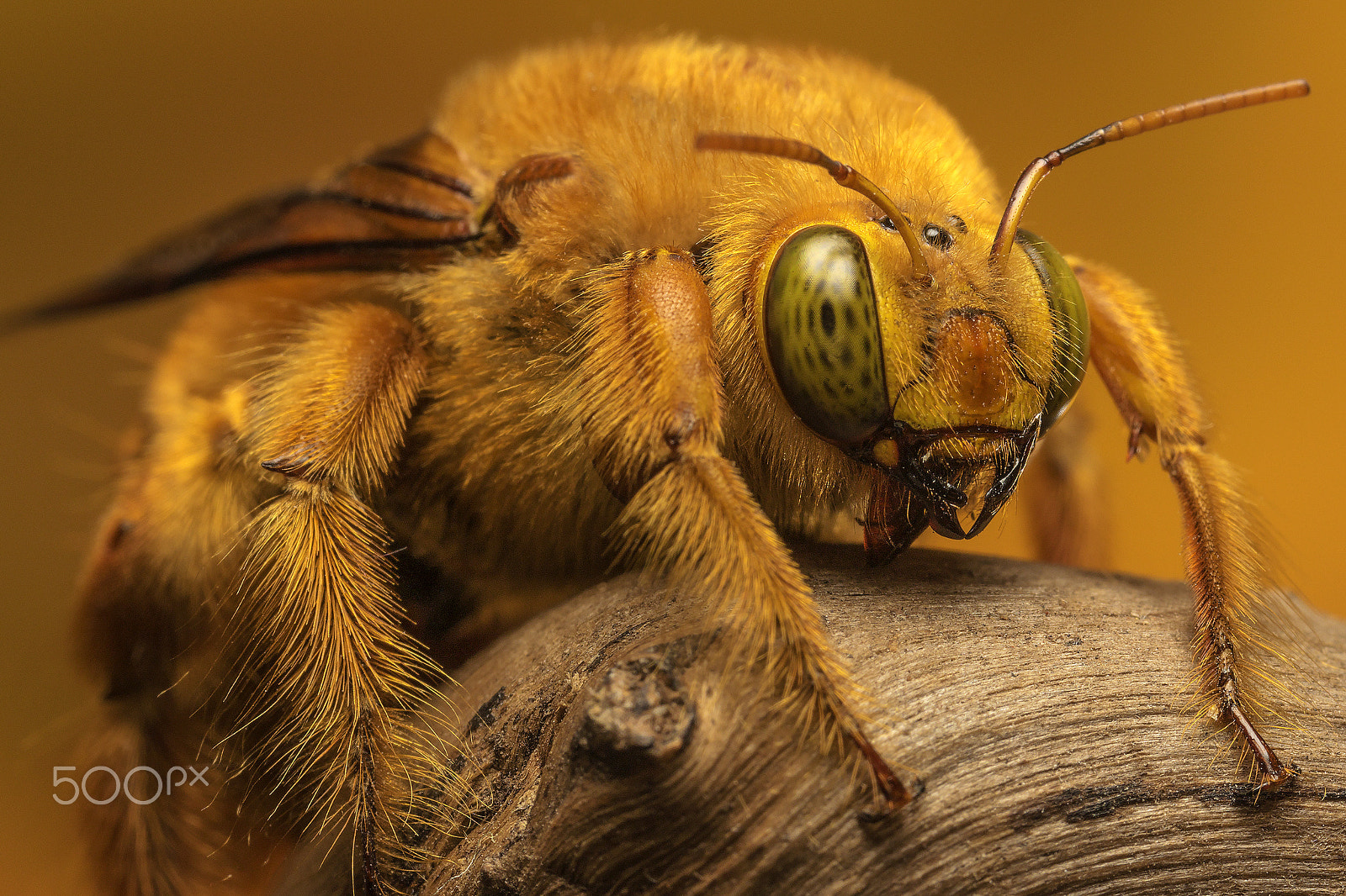 Canon MP-E 65mm F2.5 1-5x Macro Photo sample photo. Abejoroo rubio (apidae wylocopa) photography