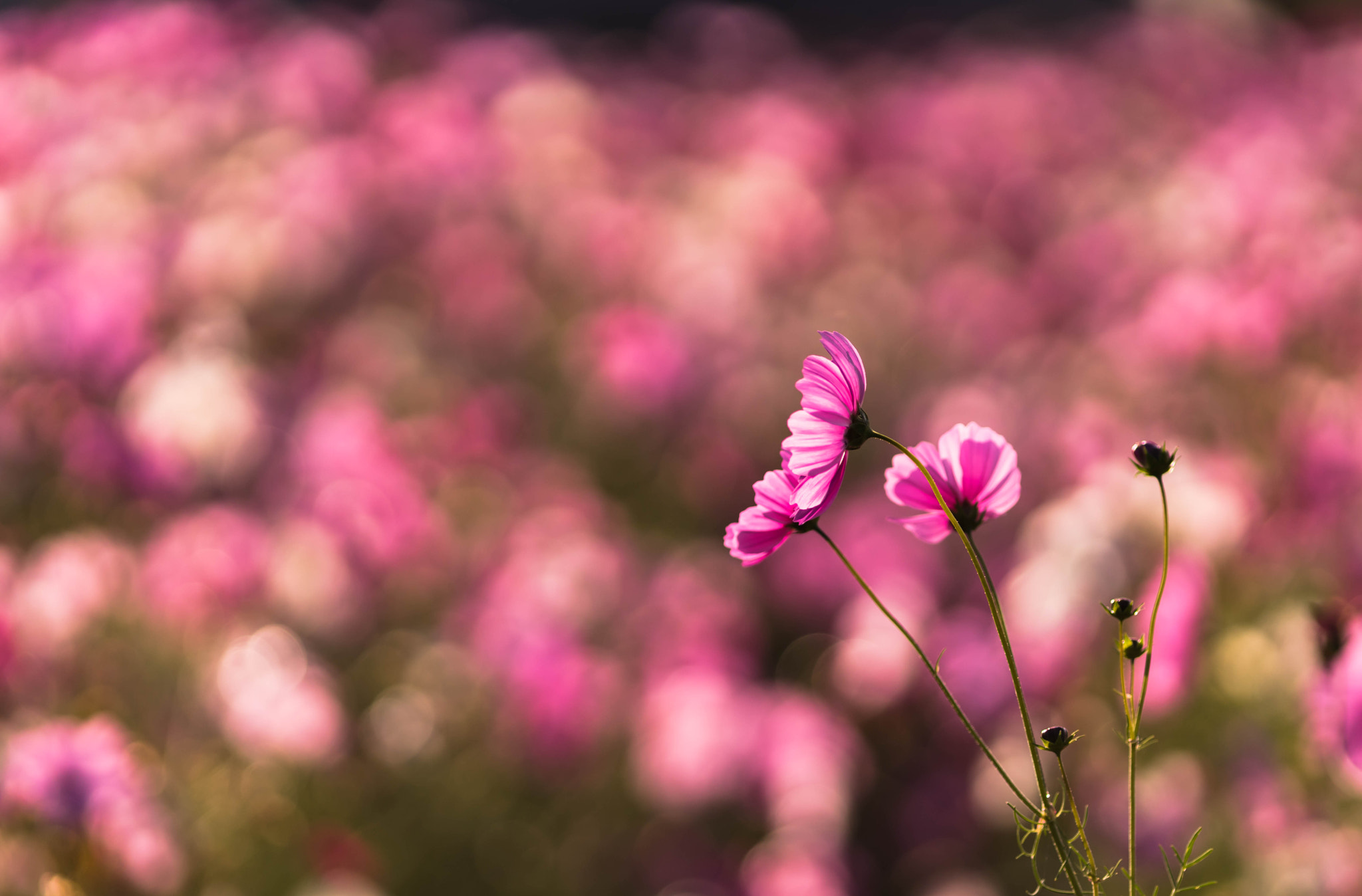 Sony a7 II + Canon EF 200mm F2.8L II USM sample photo. Cosmos field photography