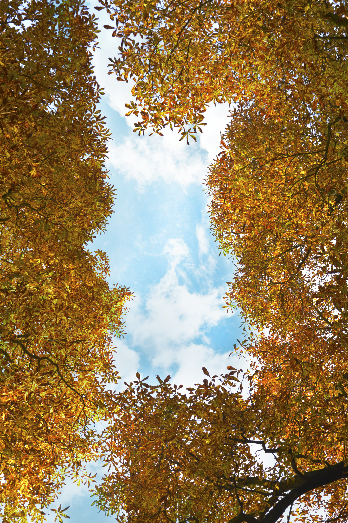 Nikon D600 sample photo. Autumn photography