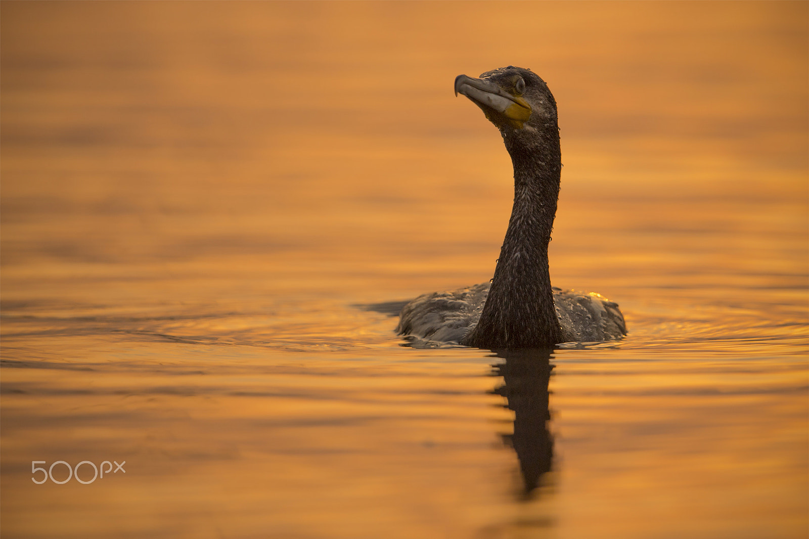 Nikon D5 + Nikon AF-S Nikkor 600mm F4G ED VR sample photo. Beauty of nature: little cormorant photography