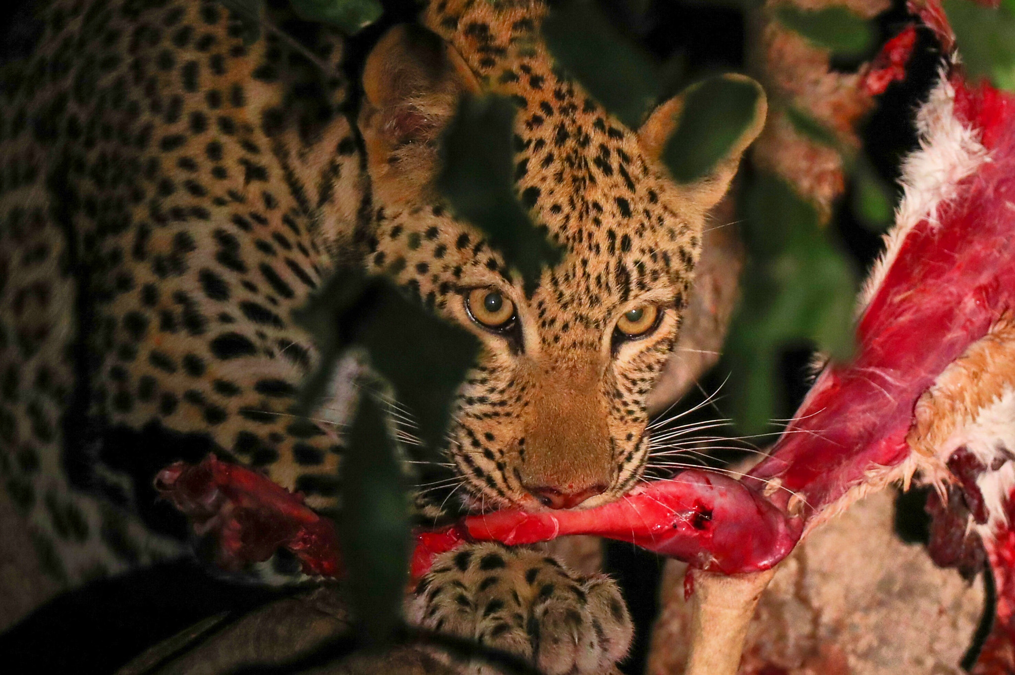 Canon EF 200-400mm F4L IS USM Extender 1.4x sample photo. A leopard with its puku kill rests in a tree high  ... photography