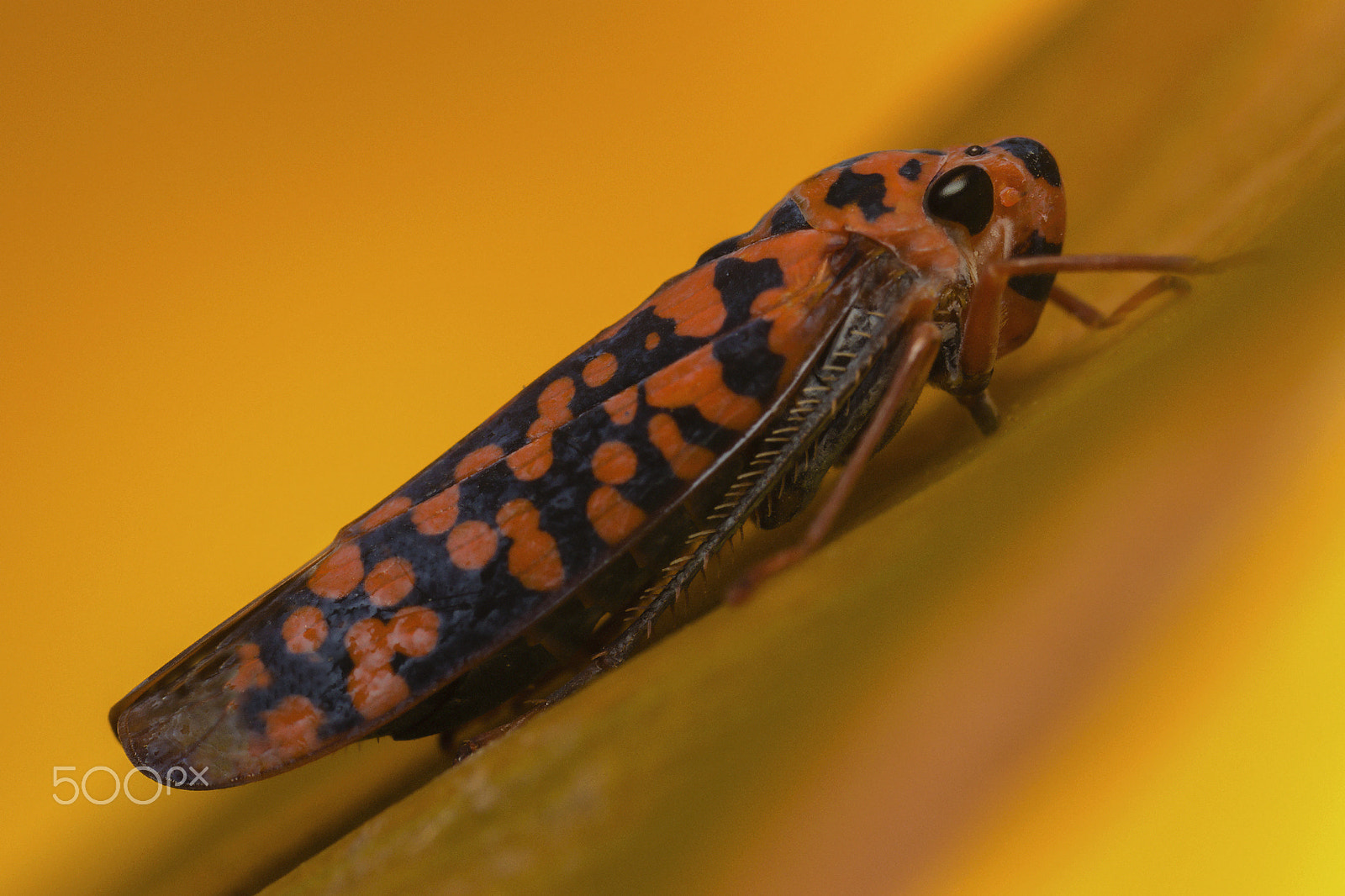 Canon MP-E 65mm F2.5 1-5x Macro Photo sample photo. Cicadella photography