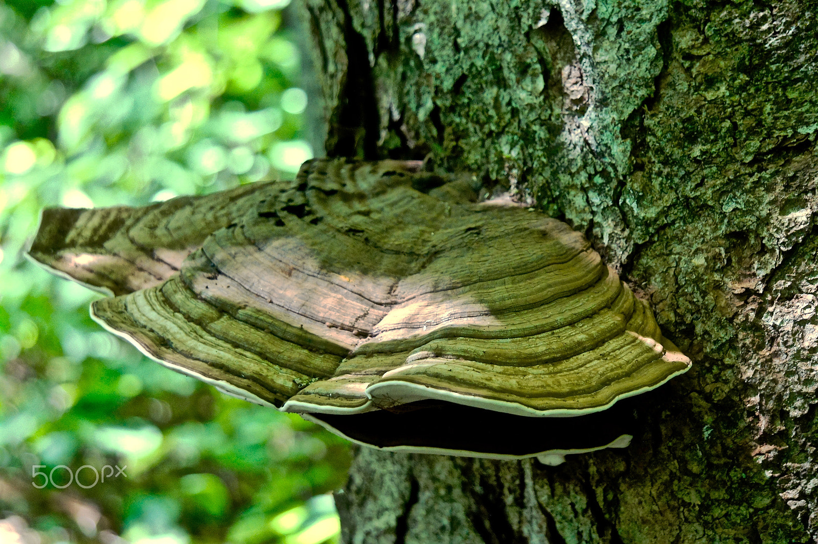Sony Alpha NEX-3 sample photo. Polypore photography