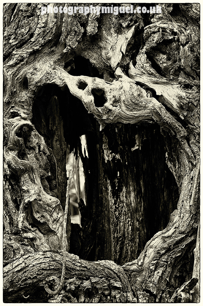 Nikon D300 sample photo. Spirit of the tree. err forest, pyrénées-orientales department photography