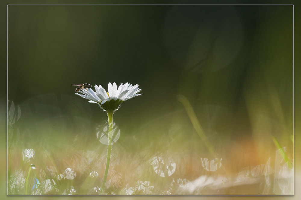 Nikon D300 + Sigma 150mm F2.8 EX DG OS Macro HSM sample photo. Early in the morning photography