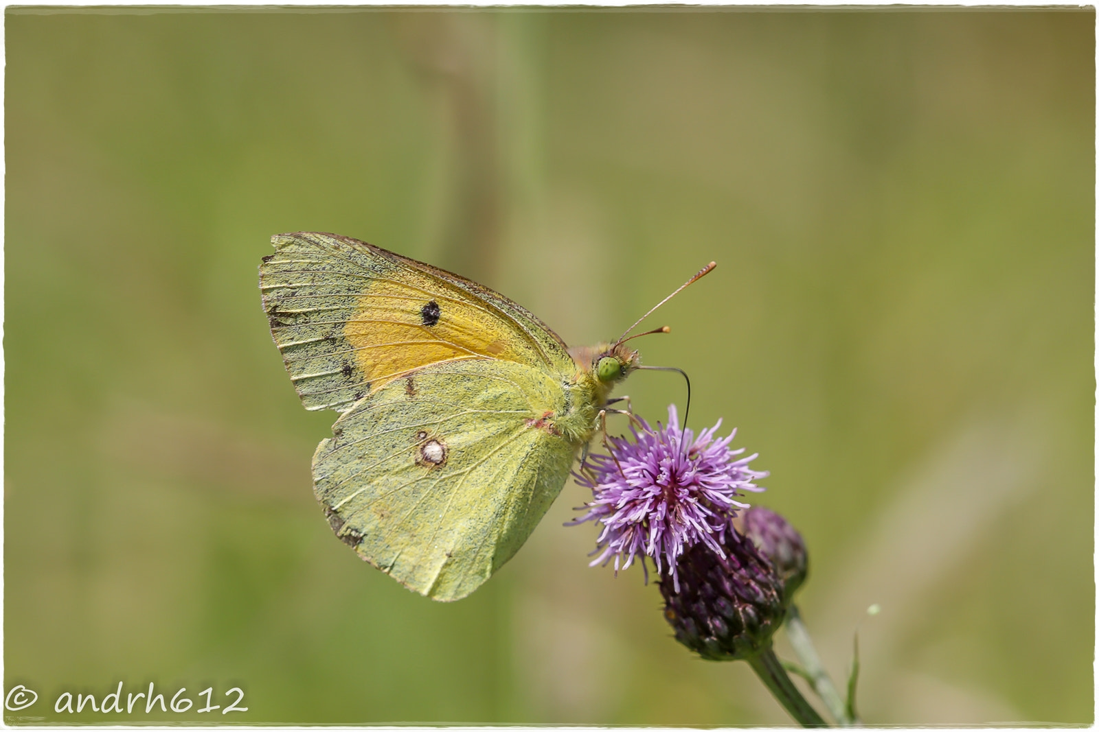 Canon EF 100mm F2.8 Macro USM sample photo. Papillon photography