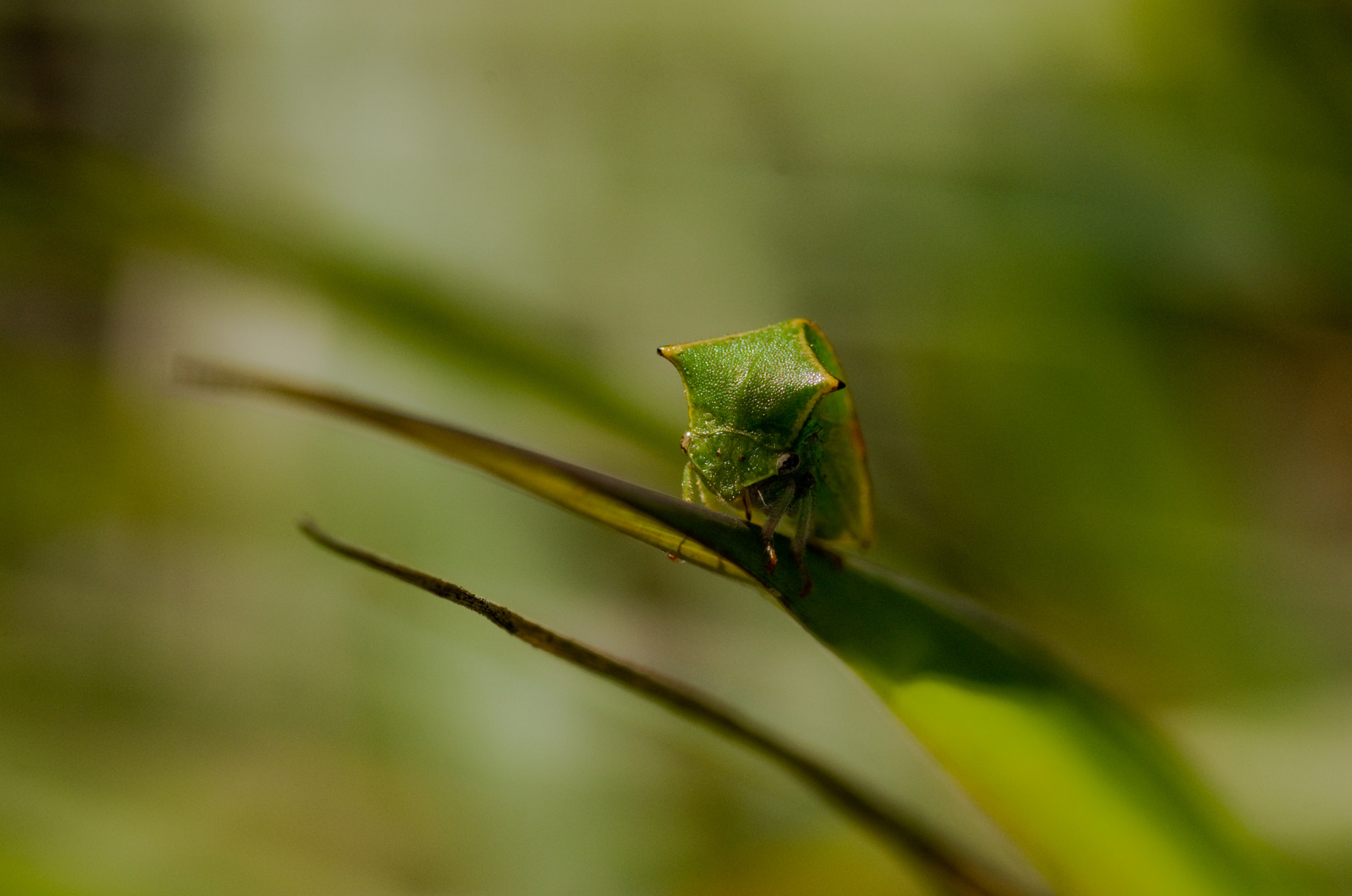 Pentax smc D-FA 100mm F2.8 Macro WR sample photo. Membracide bison photography