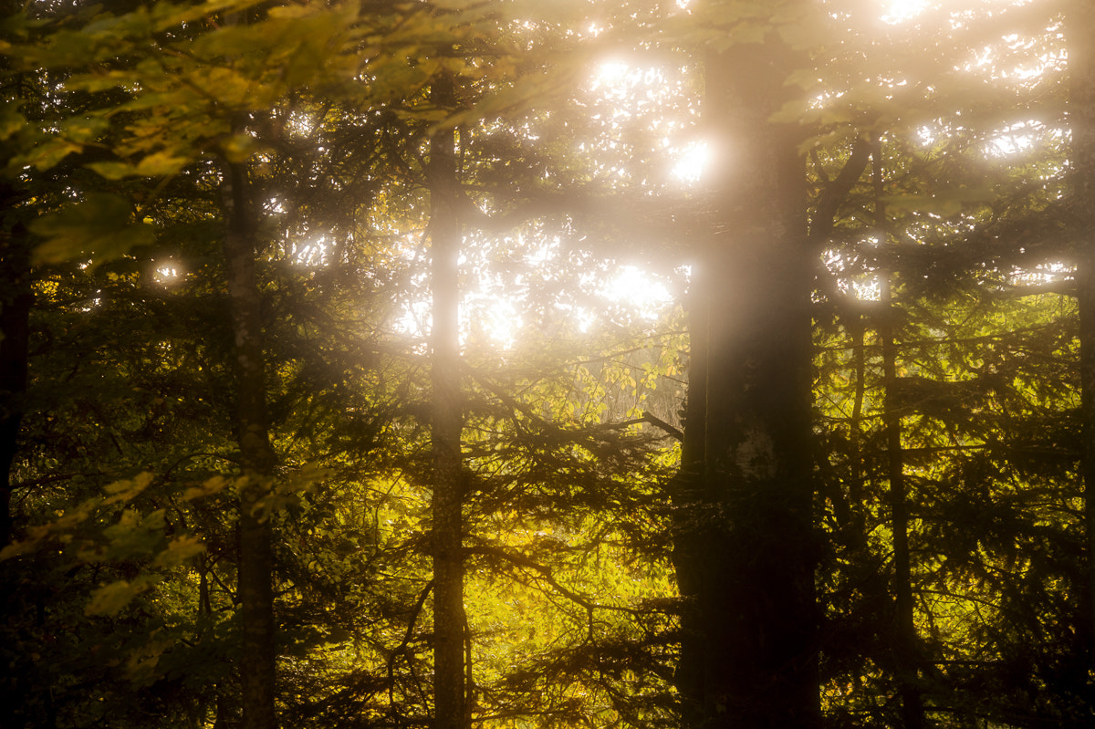 Nikon Df sample photo. Backofwhale photography