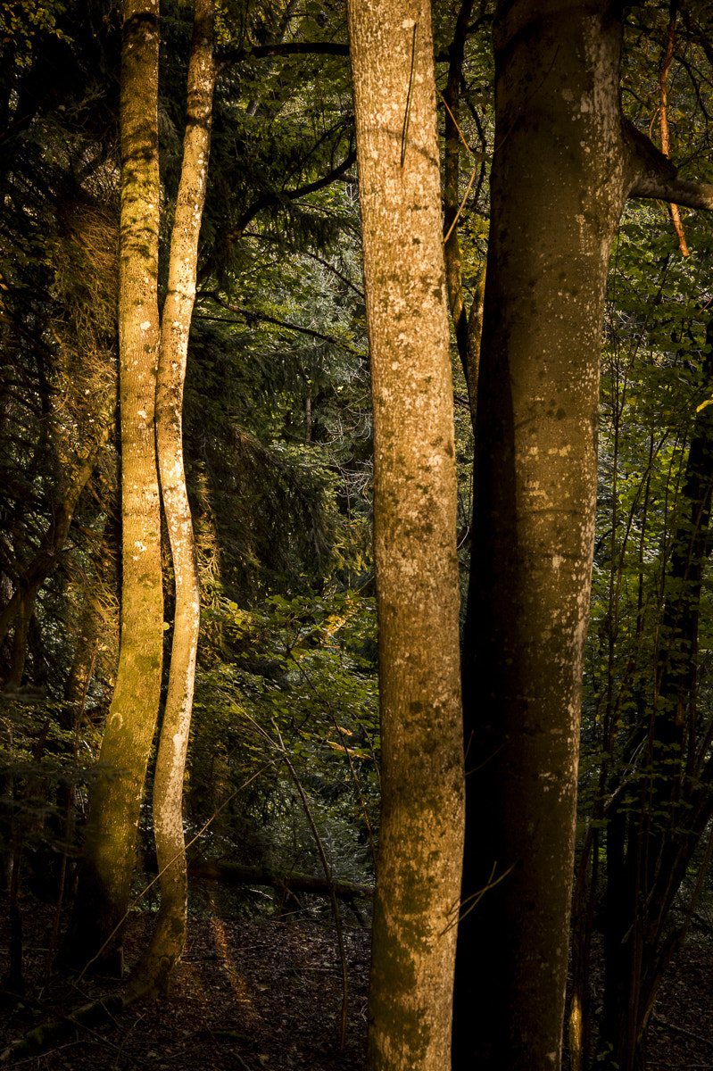 Nikon Df sample photo. Backofwhale photography