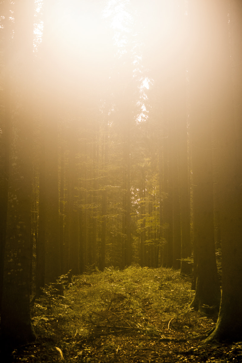 Nikon Df sample photo. Backofwhale photography