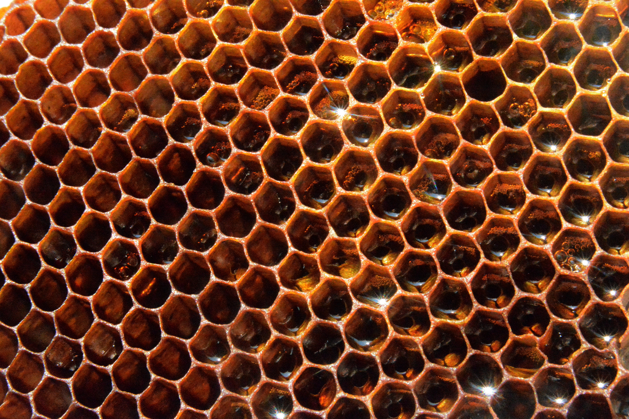 Sigma 17-70mm F2.8-4 DC Macro OS HSM sample photo. Honey cone photography