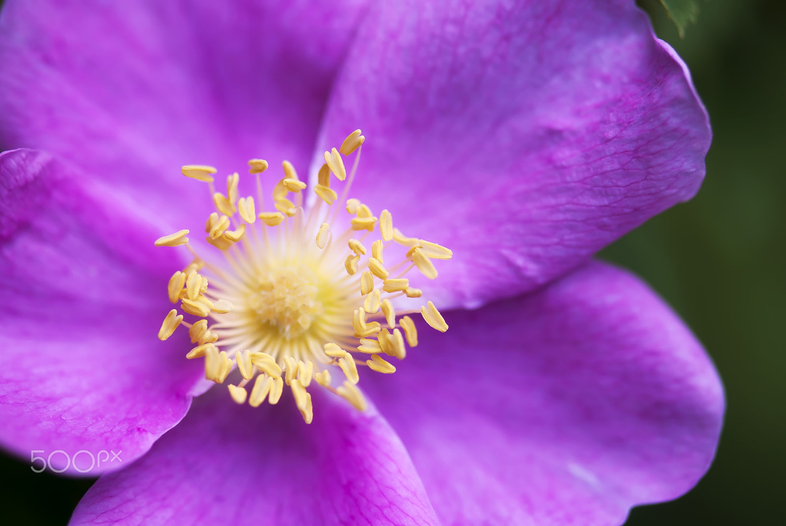 Nikon AF-S Micro-Nikkor 105mm F2.8G IF-ED VR sample photo. Wild rose photography