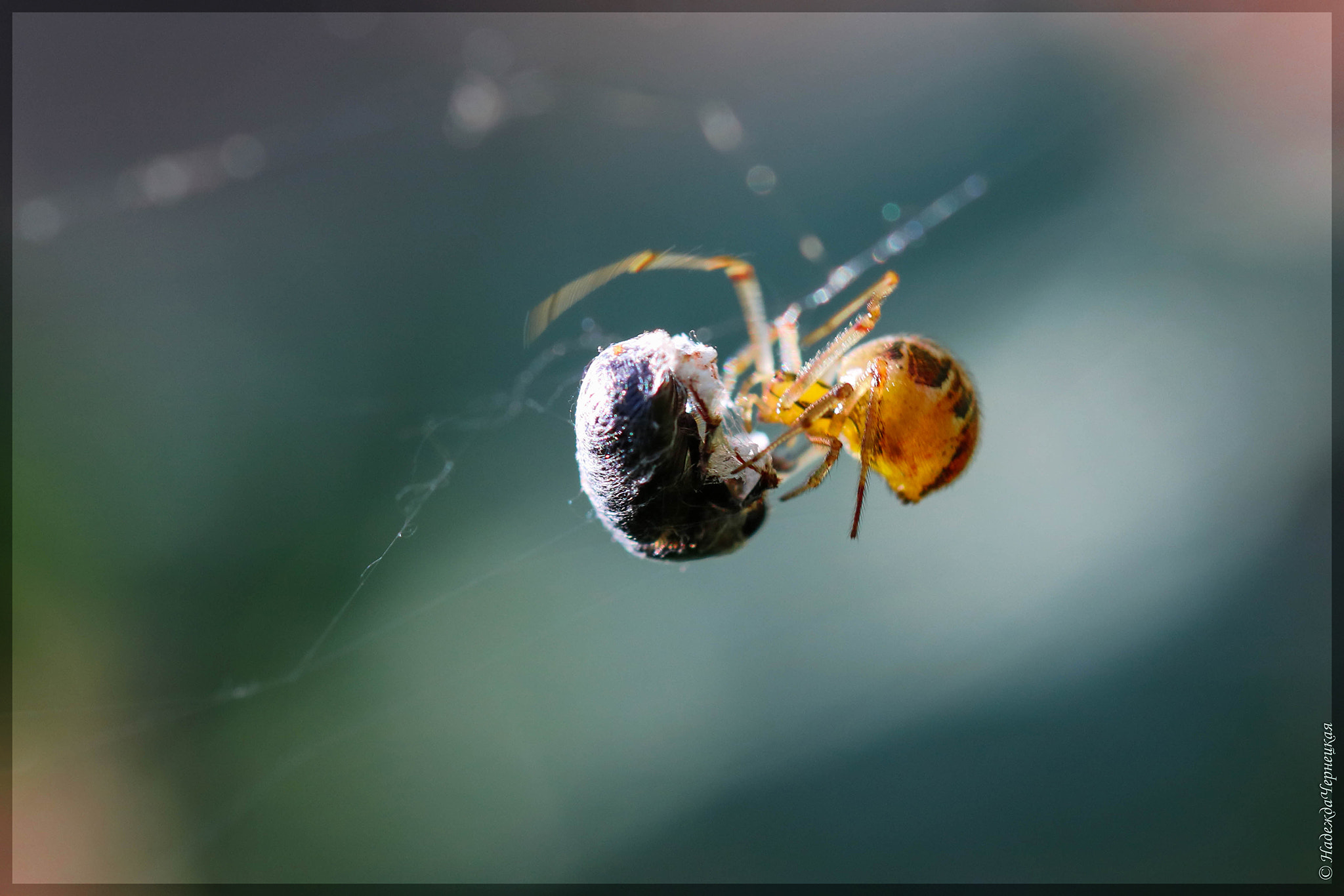 Canon EF 100mm F2.8L Macro IS USM sample photo. Удачная охота. successful hunting. photography
