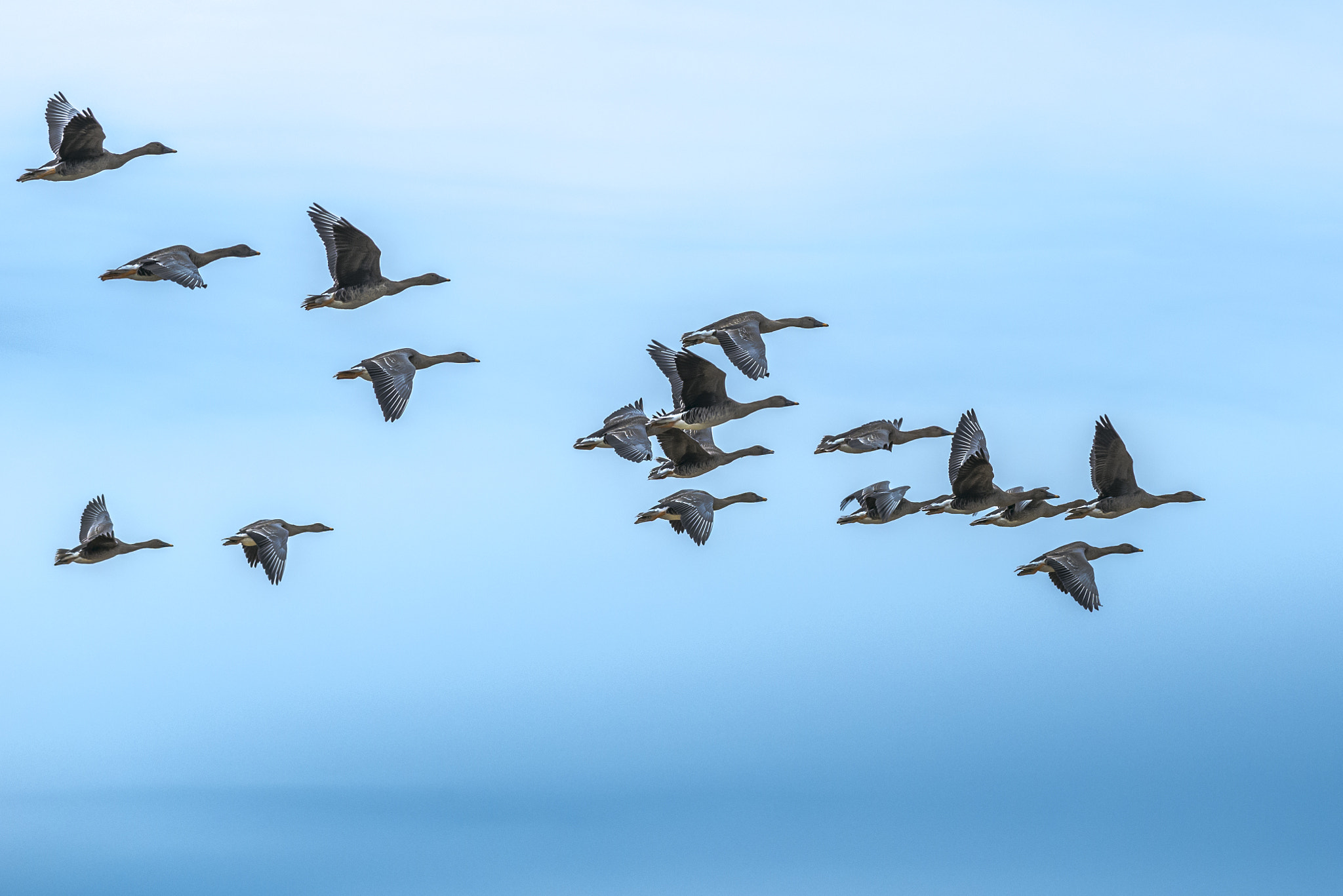 Nikon AF-S Nikkor 300mm F4D ED-IF sample photo. Bean goose photography