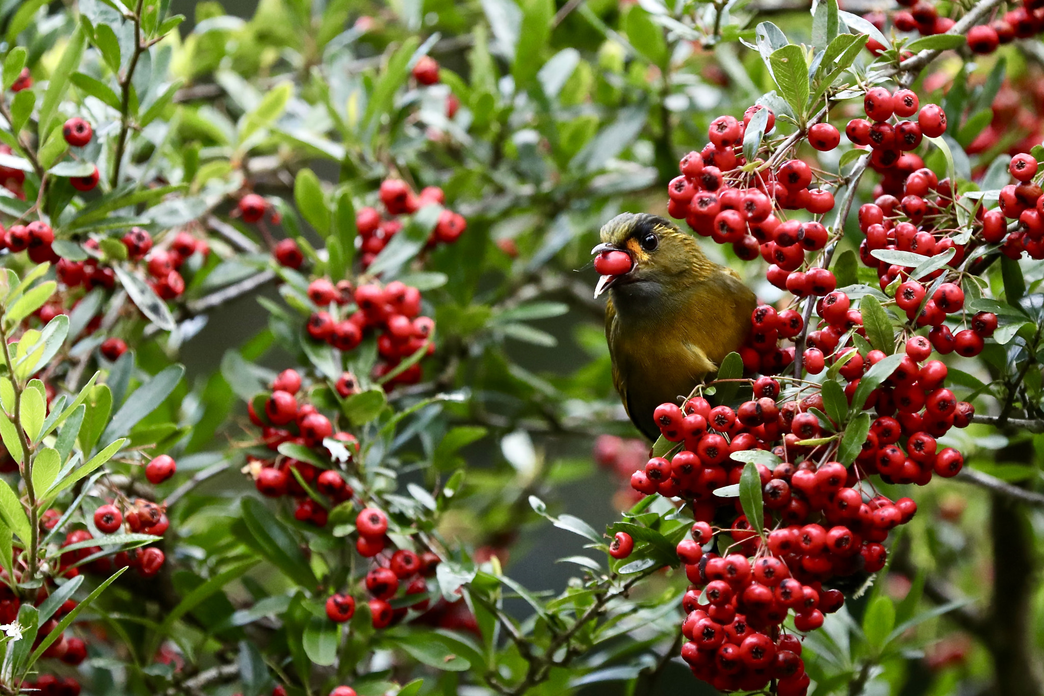 Canon EF 70-200mm F2.8L IS II USM sample photo. Bird photography