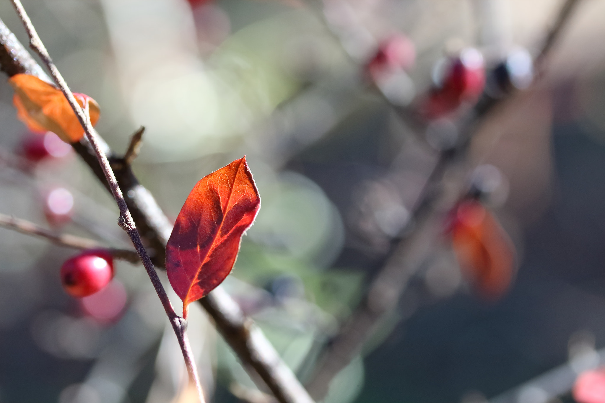 Canon EF-S 60mm F2.8 Macro USM sample photo. Линии и светлина / lines and light  photography