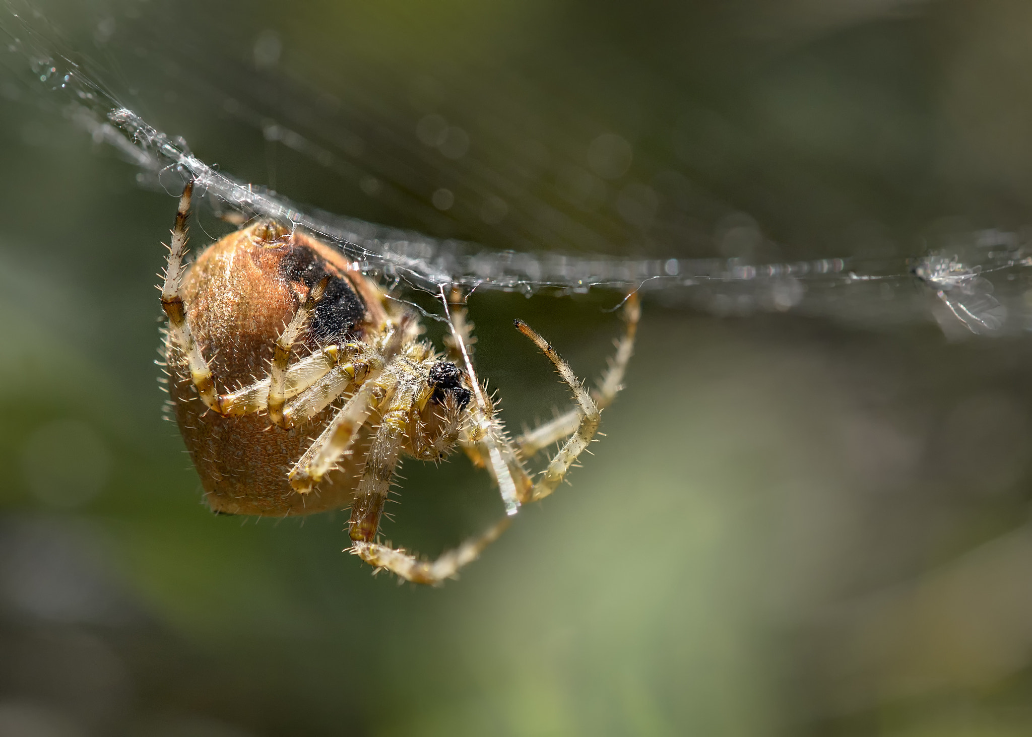 Nikon AF-S DX Micro-Nikkor 85mm F3.5G ED VR sample photo. Spider photography