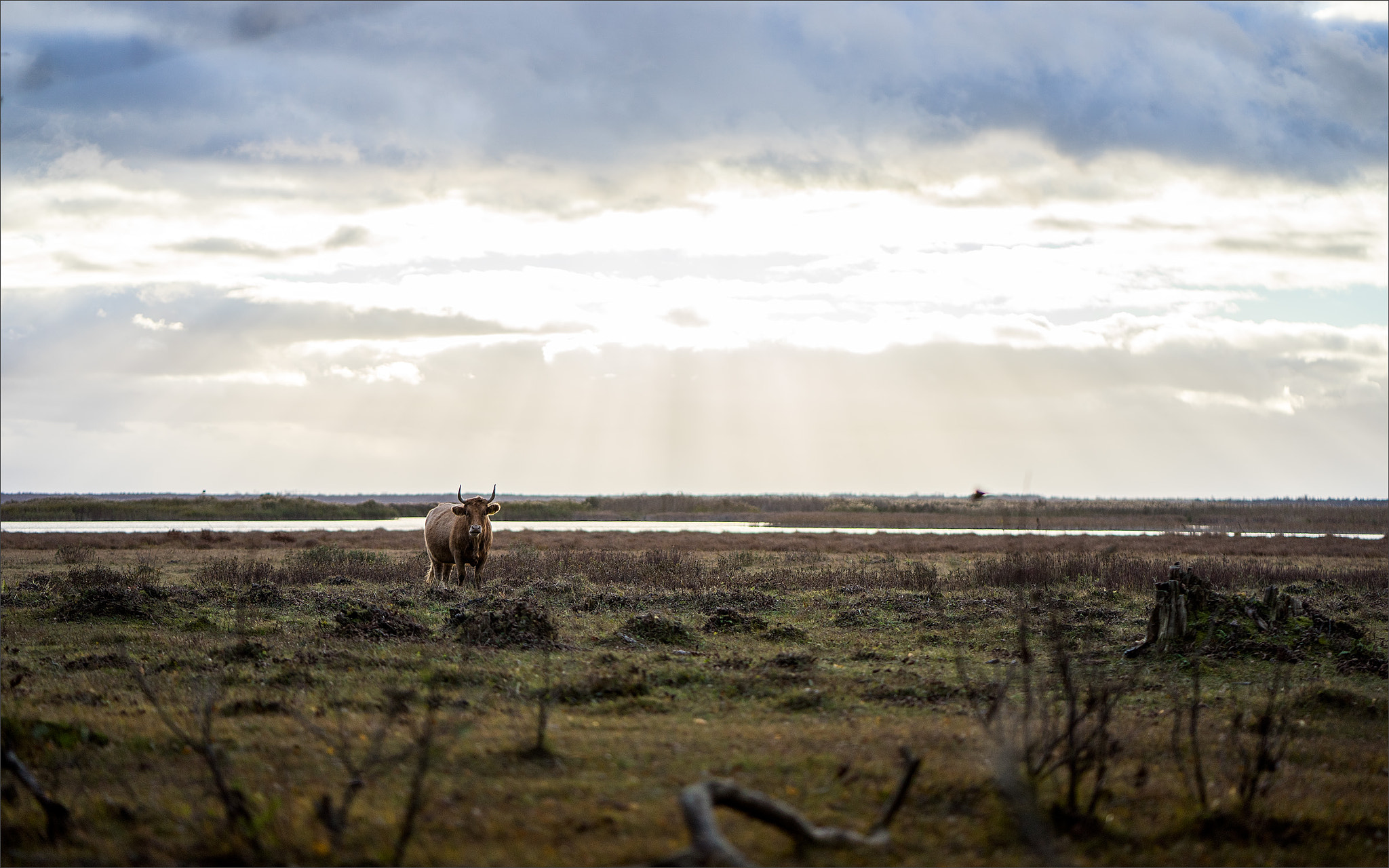 ZEISS Batis 85mm F1.8 sample photo. Lake engure nature park photography