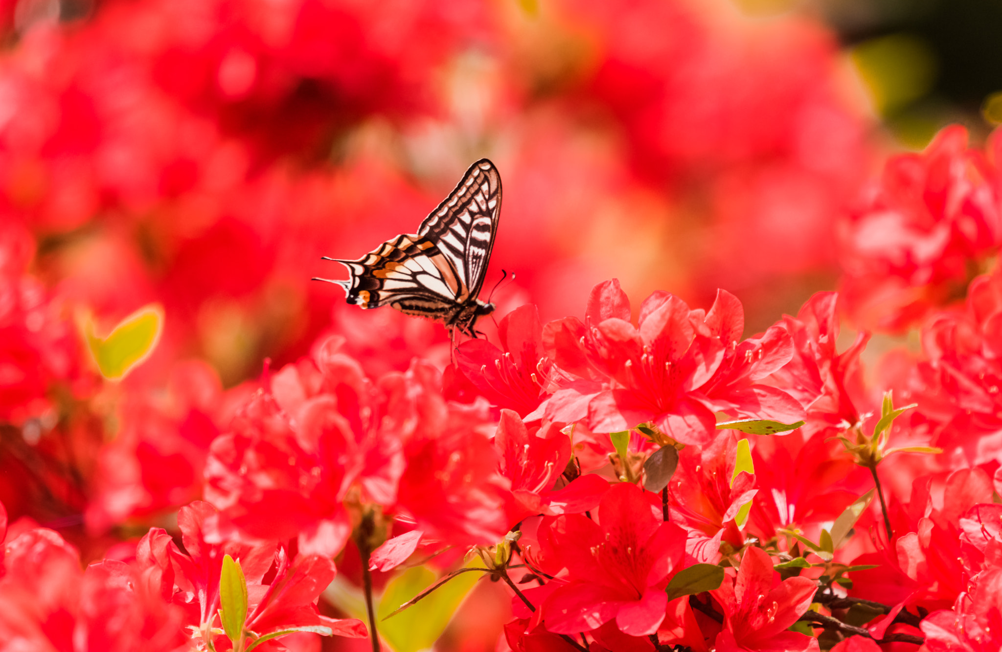 Nikon Nikkor AF-S 300mm F4E PF ED VR sample photo. Paradise photography