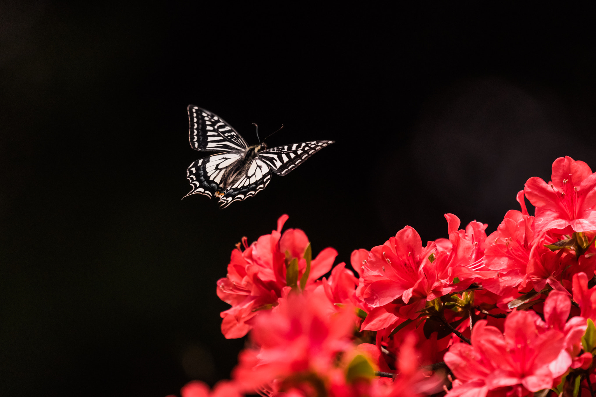 Nikon Nikkor AF-S 300mm F4E PF ED VR sample photo. Fly! photography