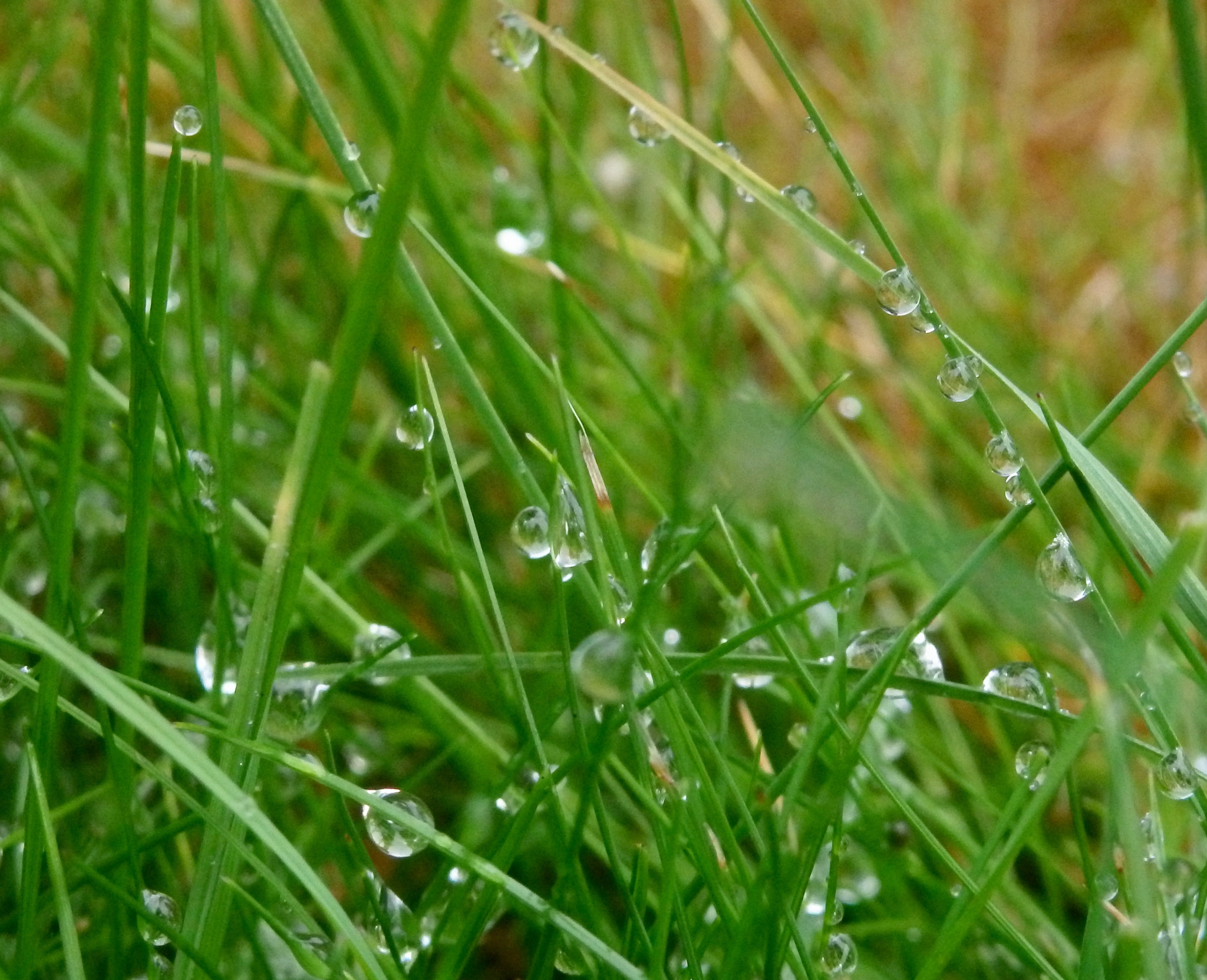 Olympus SZ-17 sample photo. Rainy grass photography