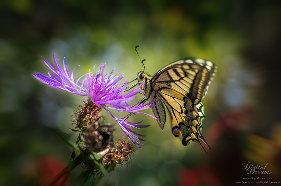Pentax smc DA 55-300mm F4.0-5.8 ED sample photo. Swallowtail photography