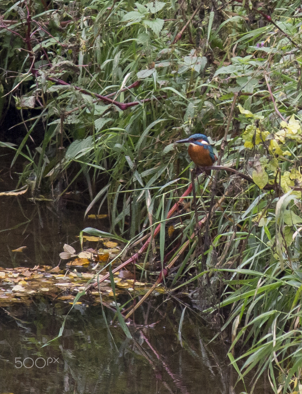 Canon EF-S 55-250mm F4-5.6 IS sample photo. Kingfisher photography